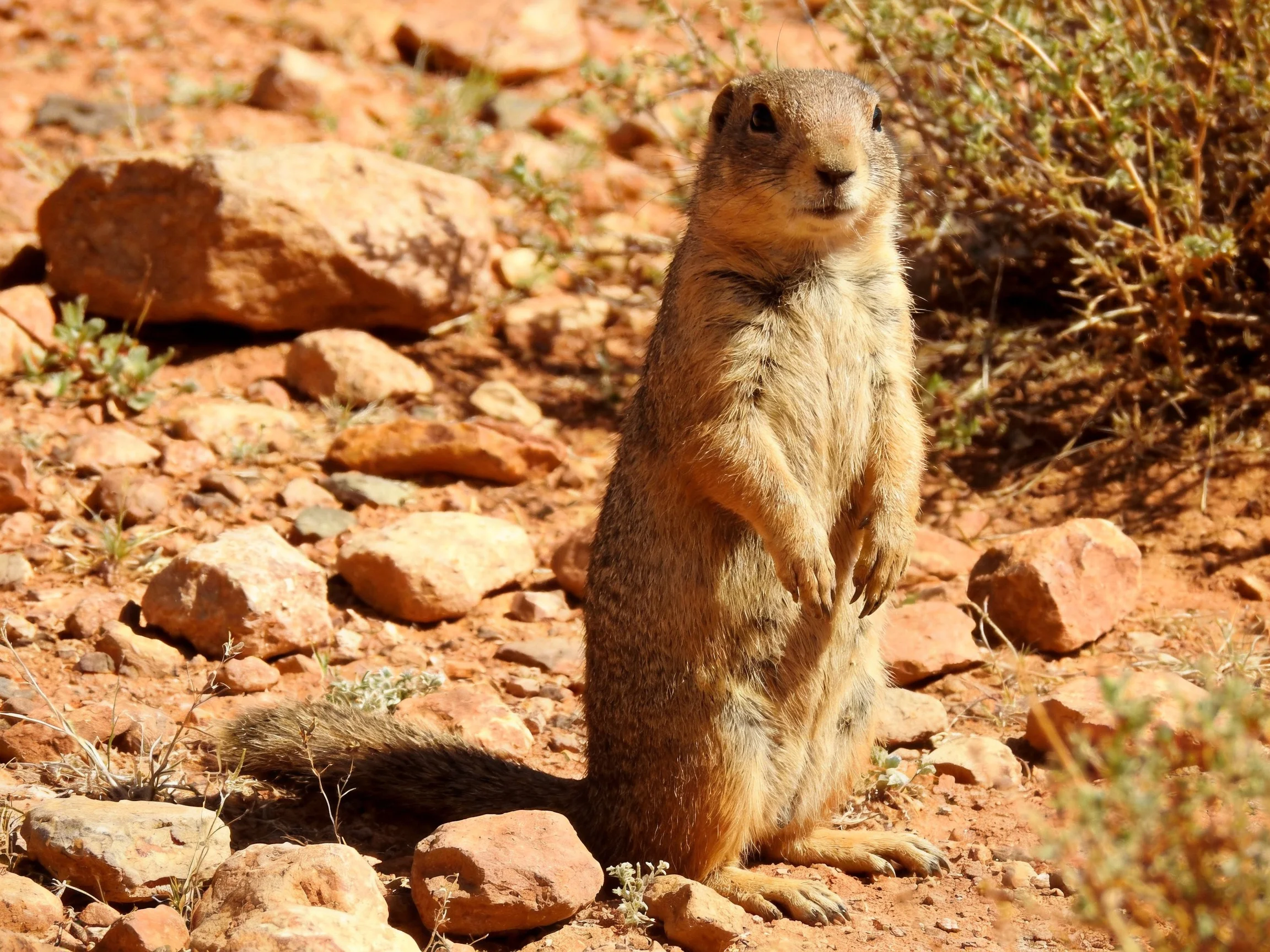 A curious prairie dog stands amid reddish rocks and dry vegetation
