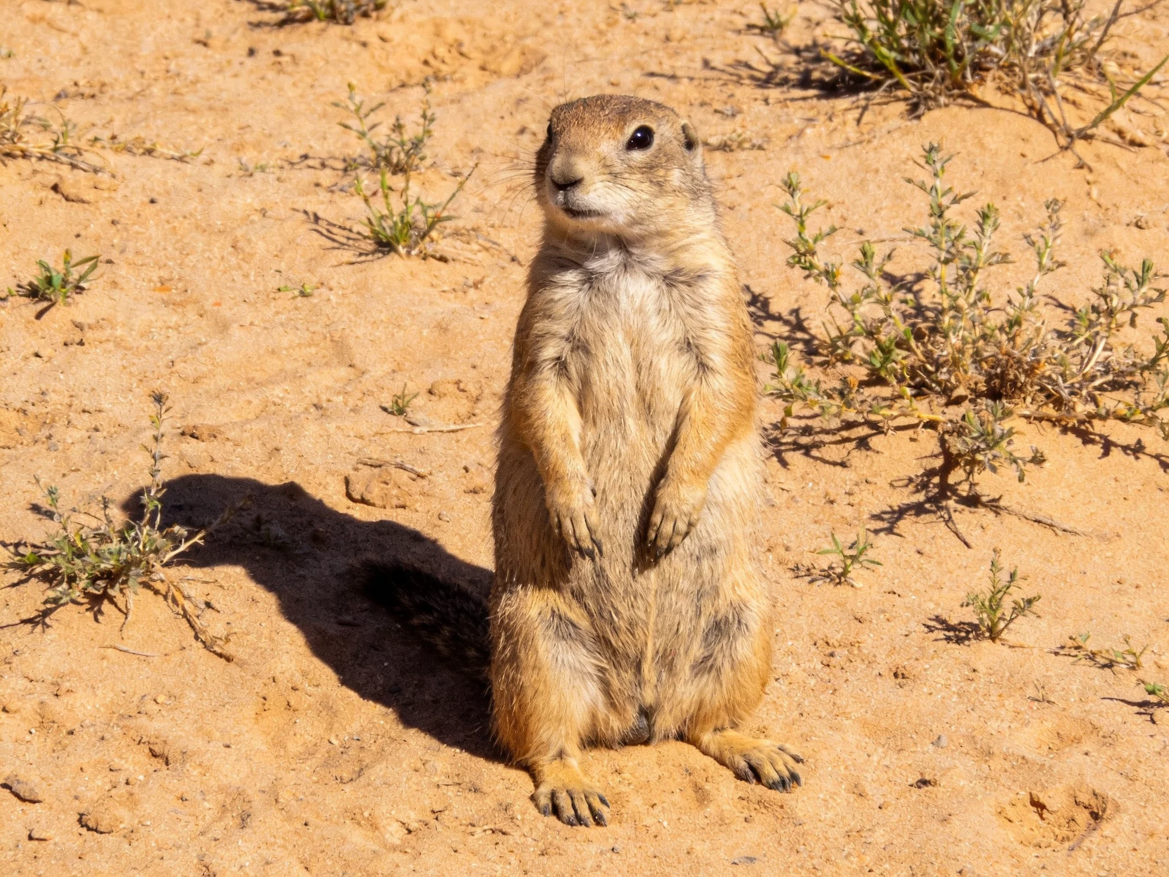 A curious prairie dog stands upright on sandy terrain with sparse vegetation