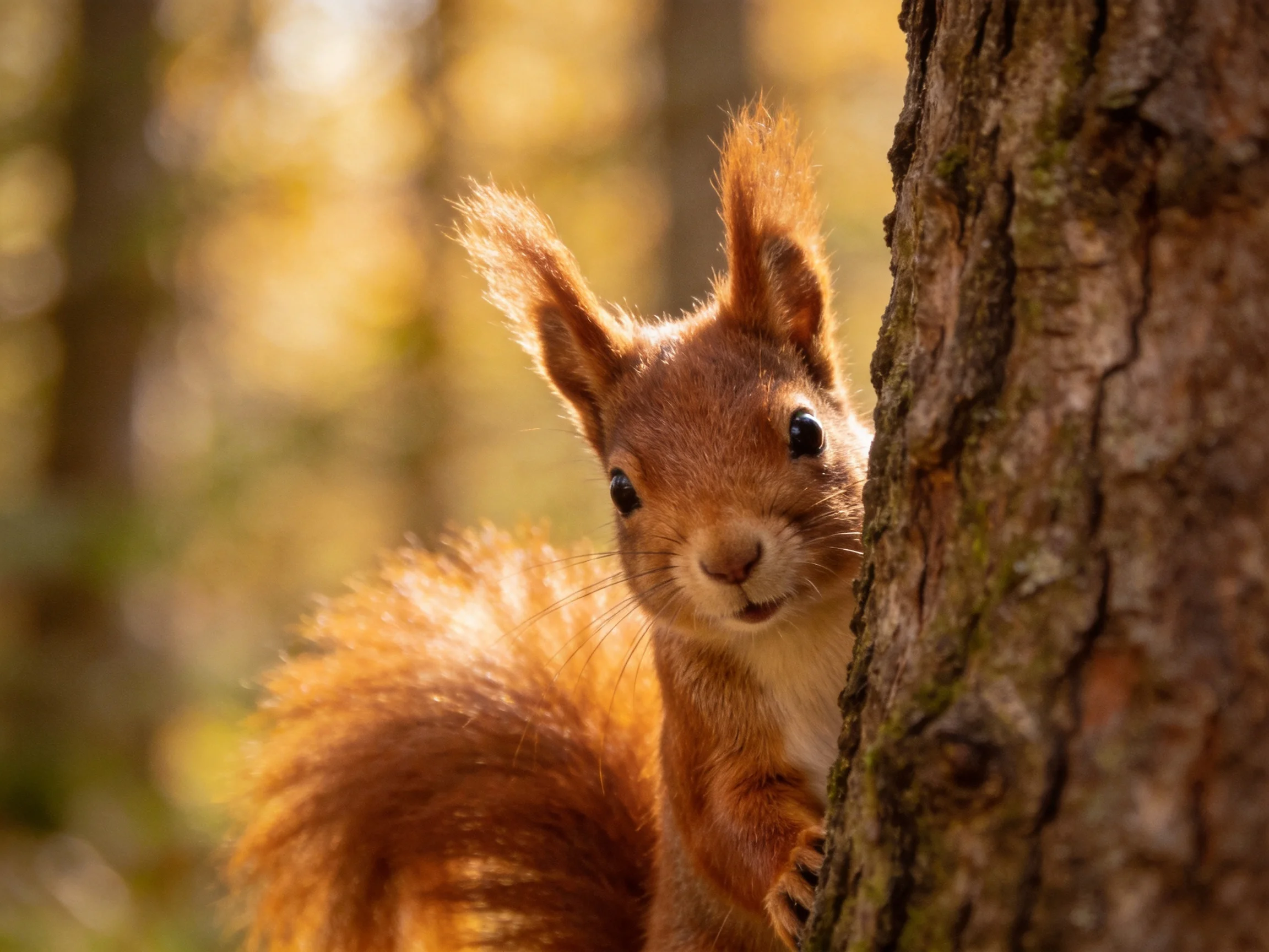 A curious reddish-brown squirrel peeks from behind a textured tree trunk