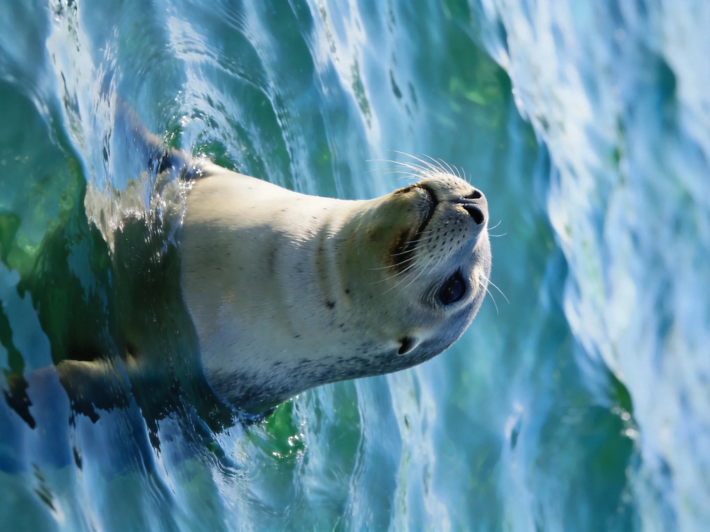 A curious seal with cream fur emerges from turquoise ocean waters