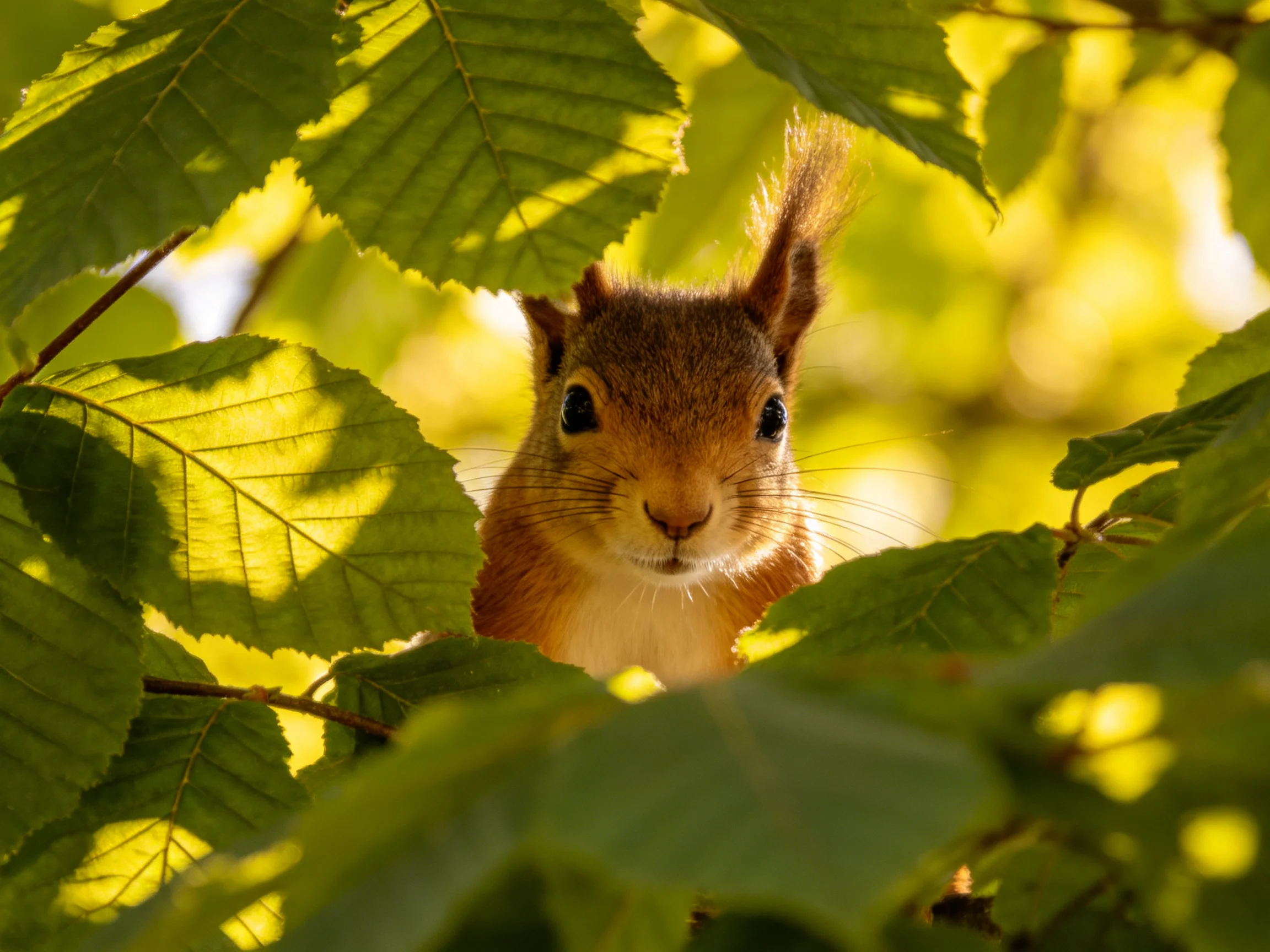 A curious squirrel peeks through lush green foliage bathed in golden sunlight