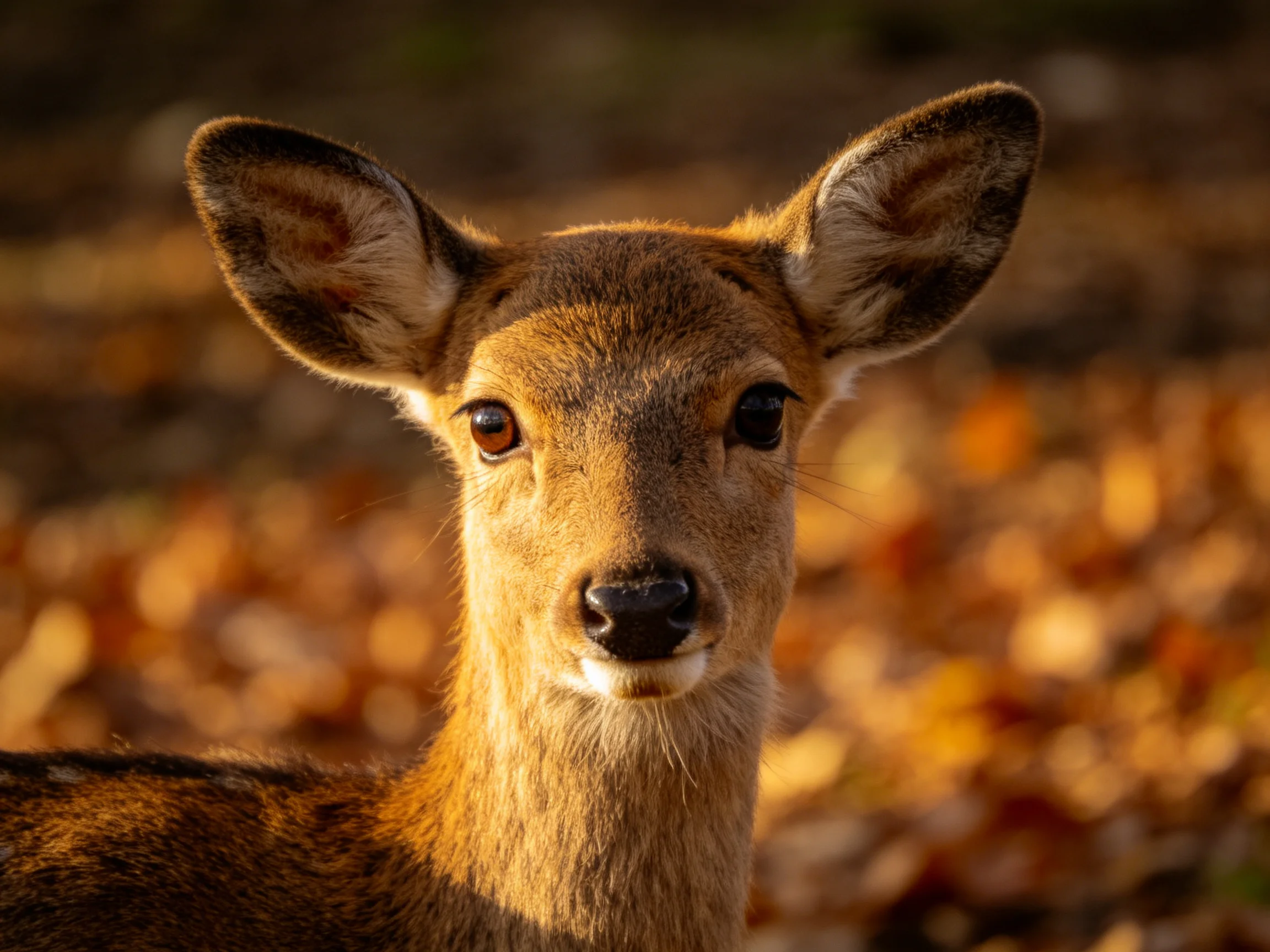 A curious young deer gazes forward amid golden autumn leaves