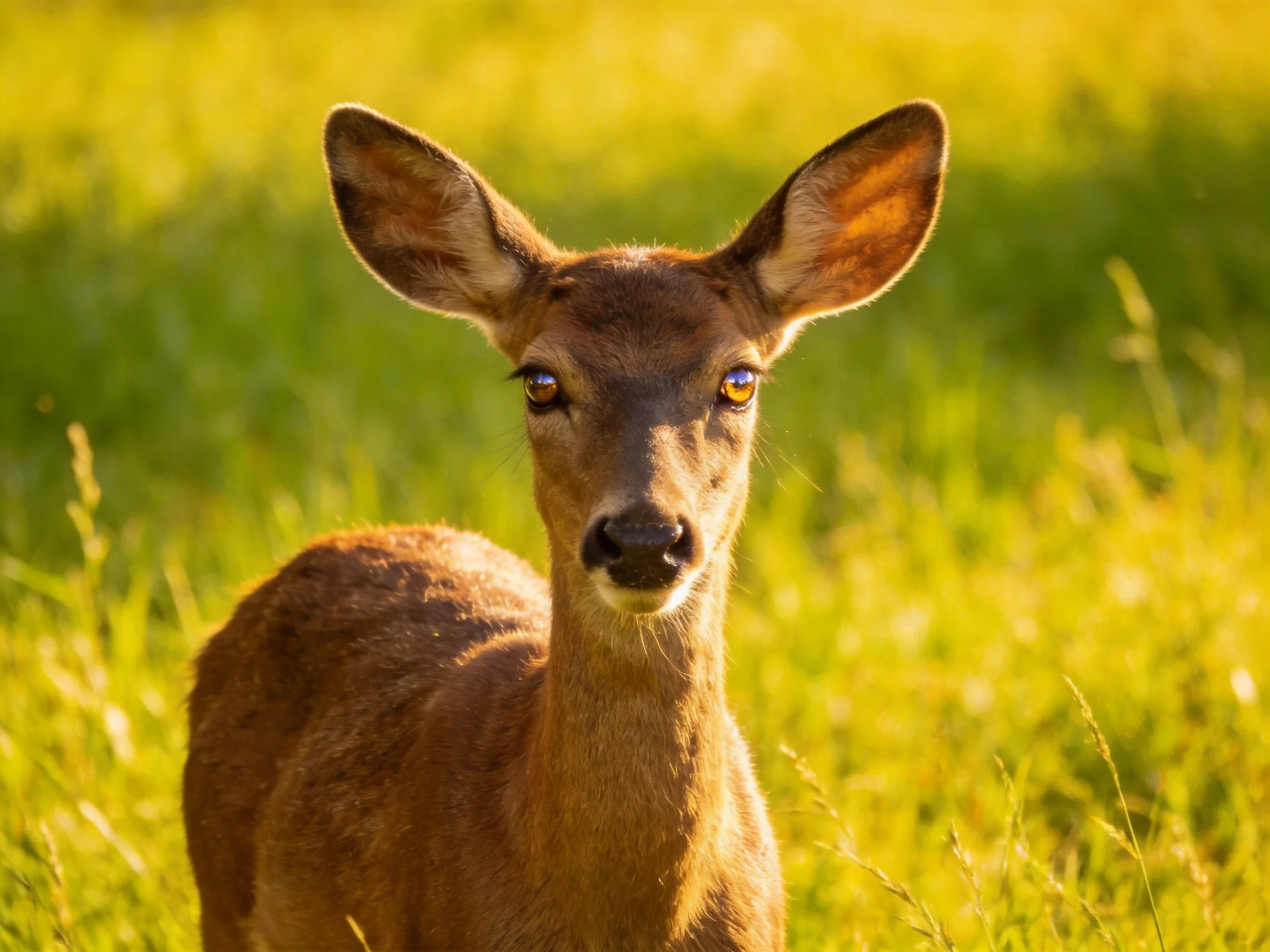 A young deer stares directly at the viewer in a sunlit meadow.