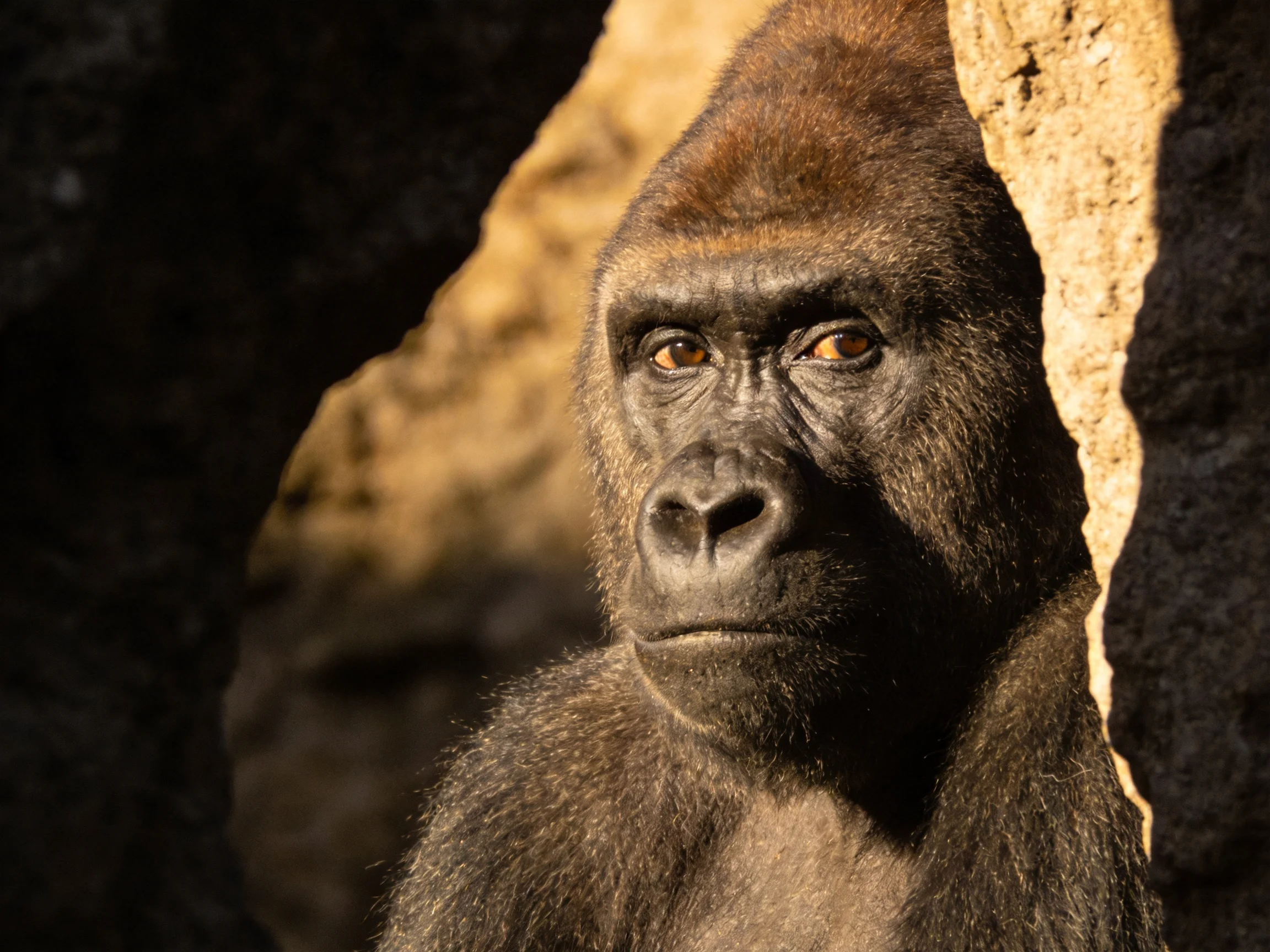 A dark brown gorilla near textured stone walls with dramatic lighting