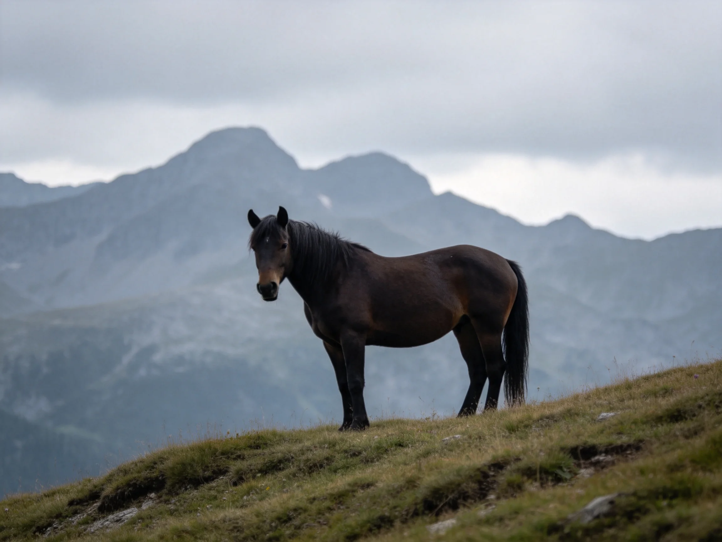 A dark brown horse stands on a grassy hill with misty mountains behind.