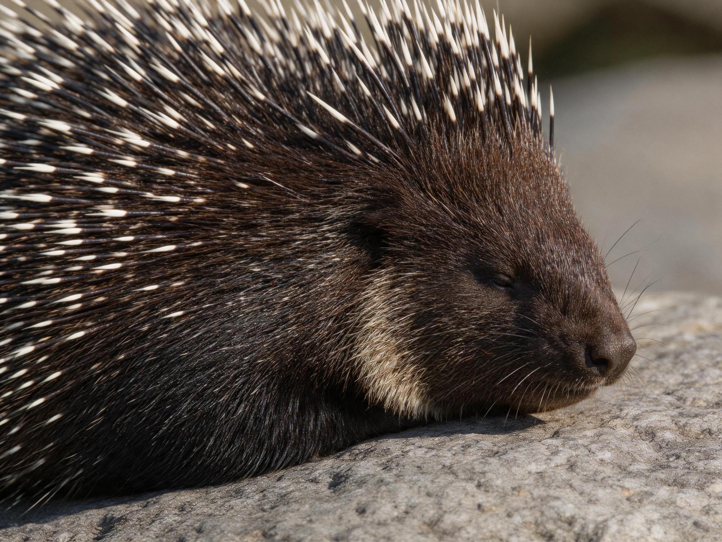A dark brown porcupine rests on a textured gray rock with white quills