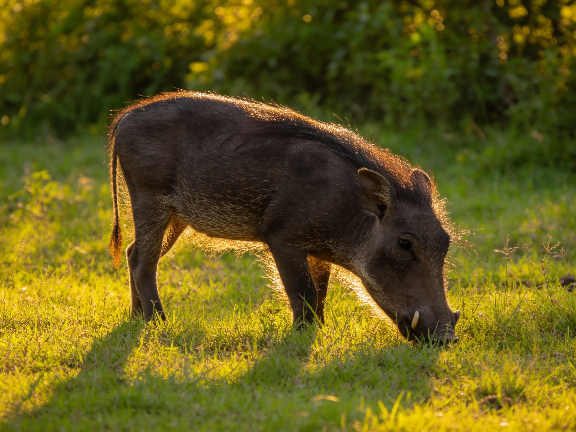 A dark brown warthog forages in a sunlit green meadow