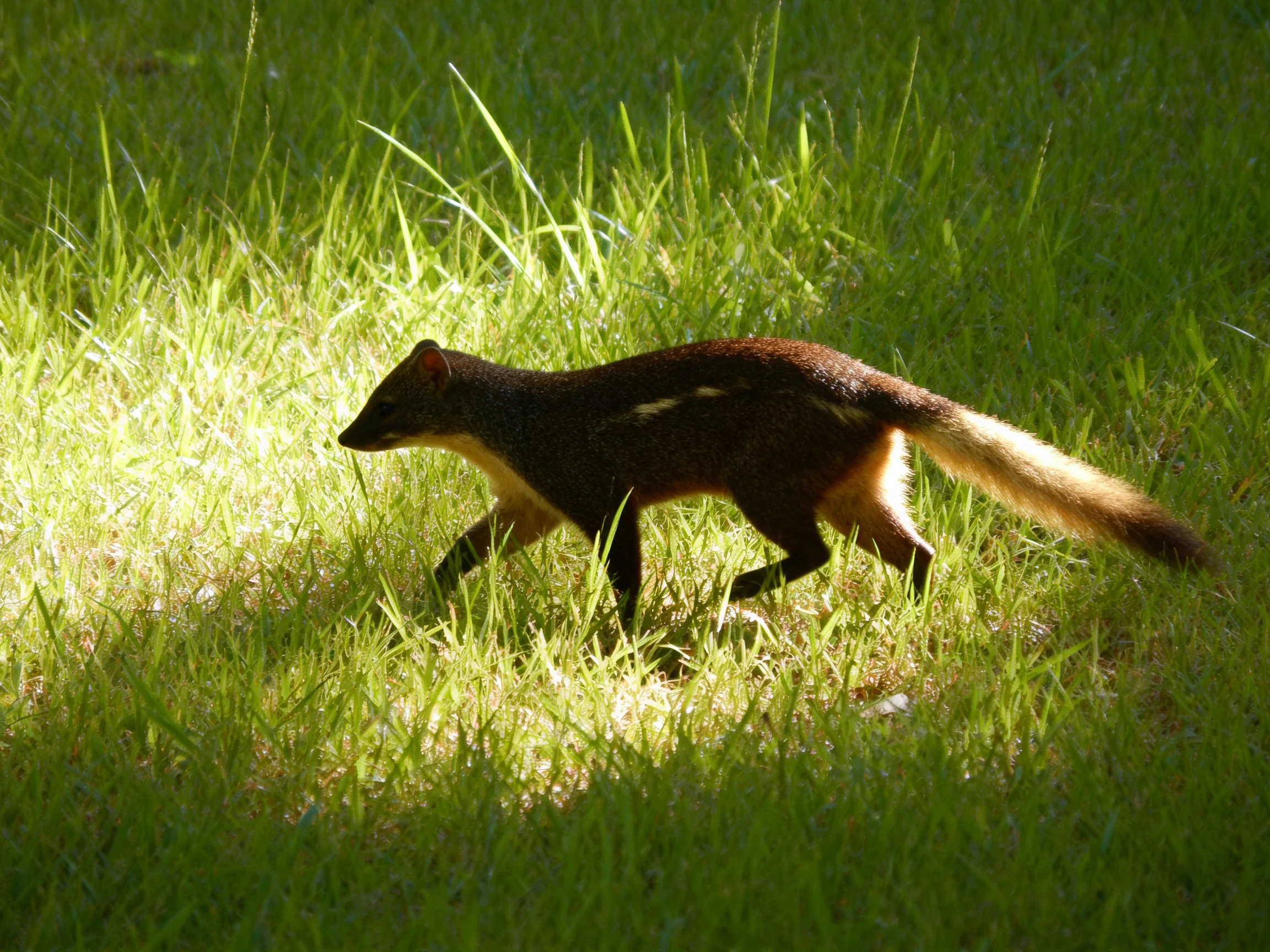 A dark-coated mammal traverses sunlit, dense green grass.