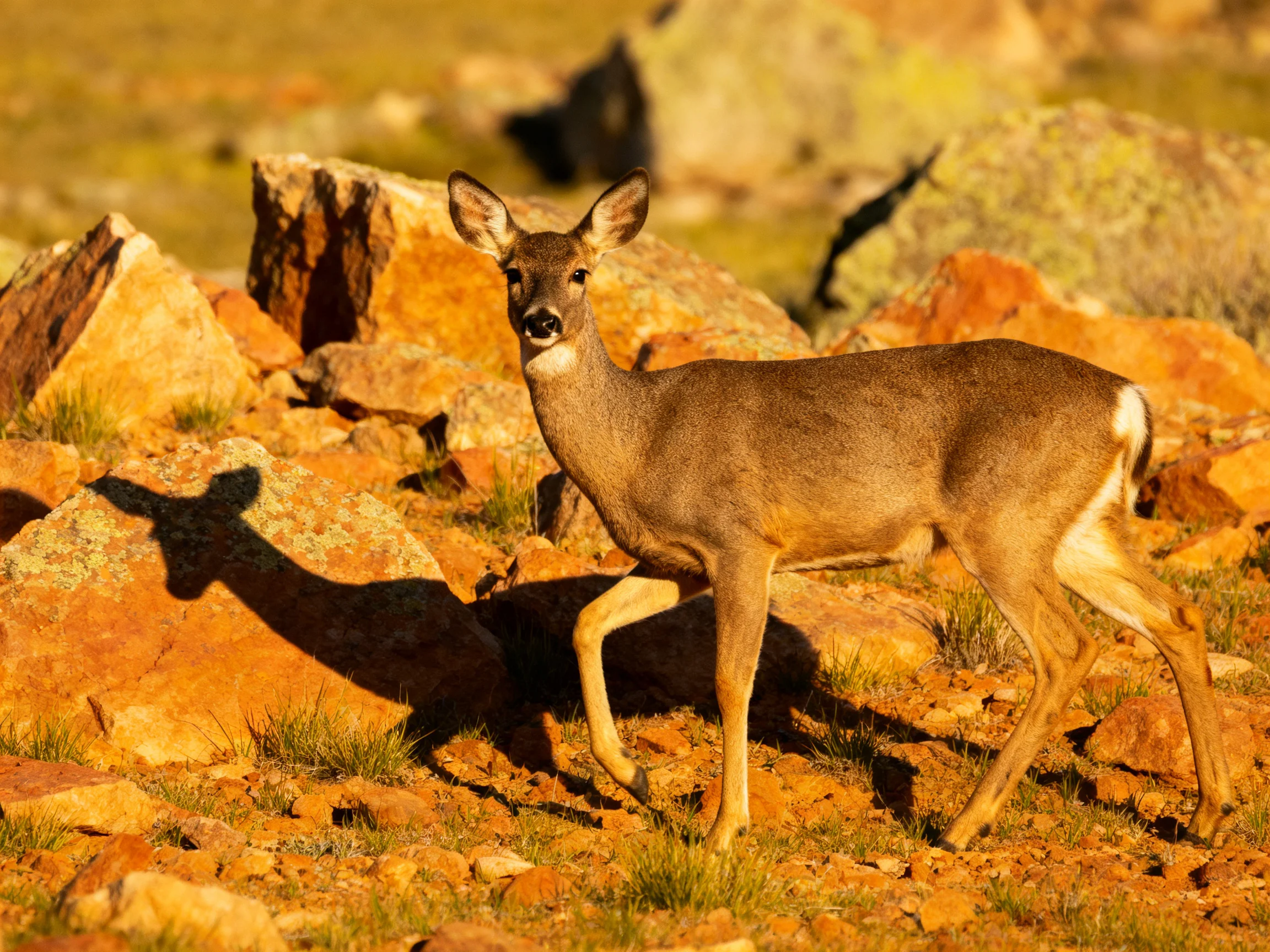 A deer navigates vibrant orange rocks in a sun-drenched landscape