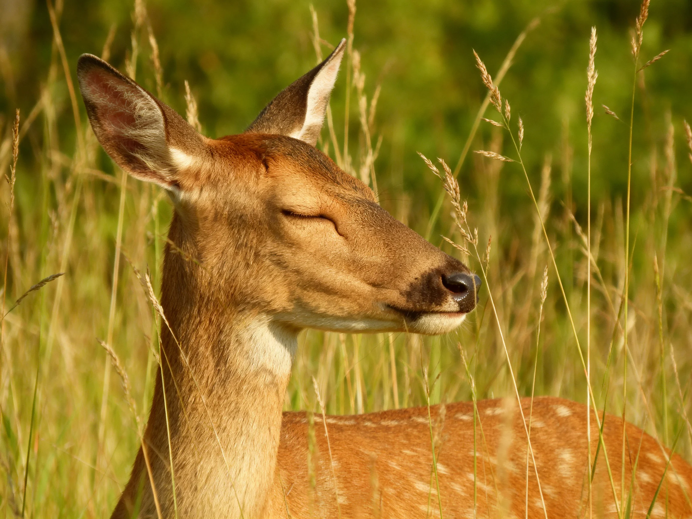 A deer with a spotted coat rests amid tall golden-green grasses