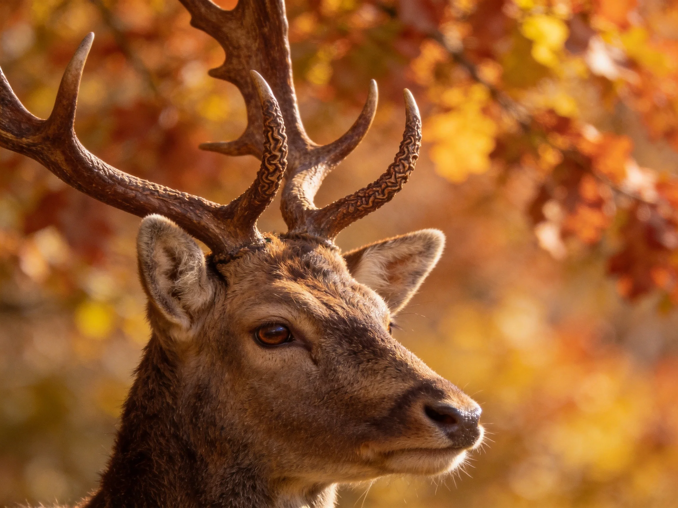 A deer with elaborate antlers among autumn-colored foliage