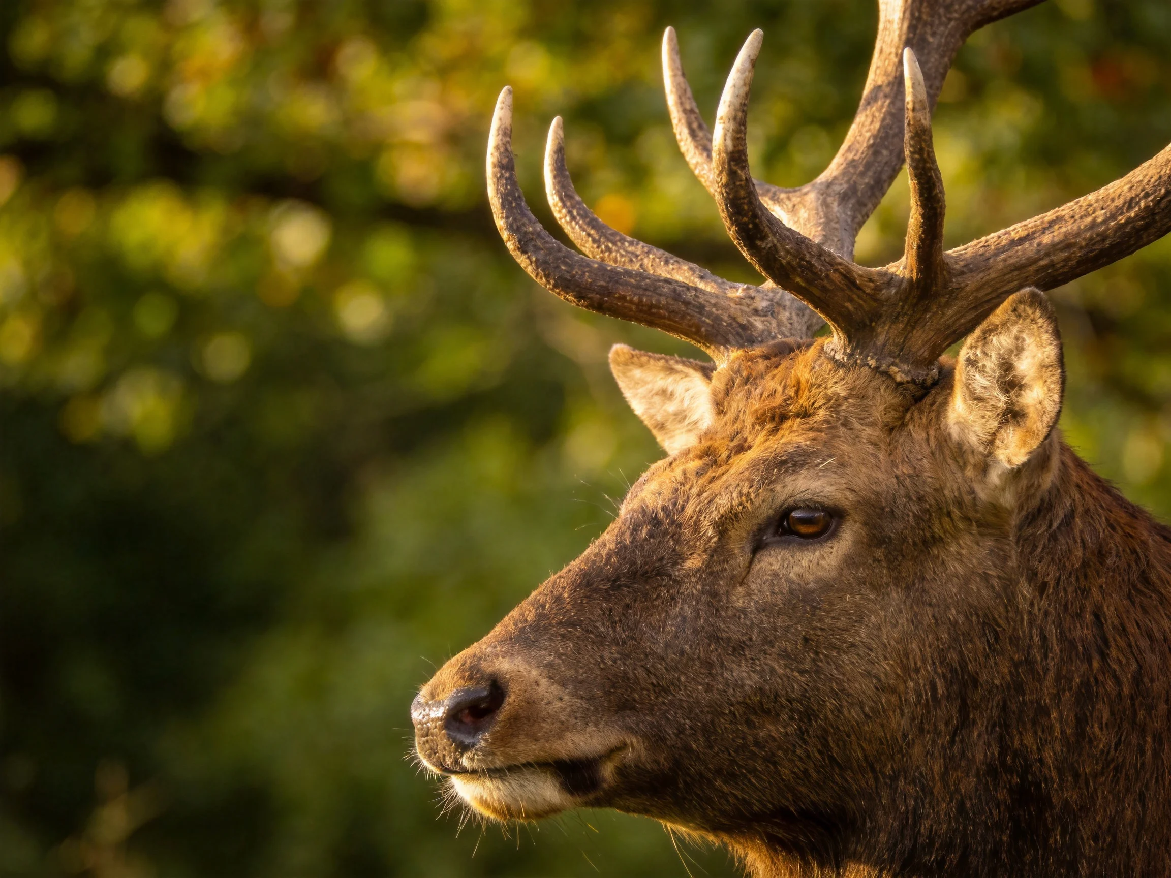 A deer with elaborate antlers in a lush green forest