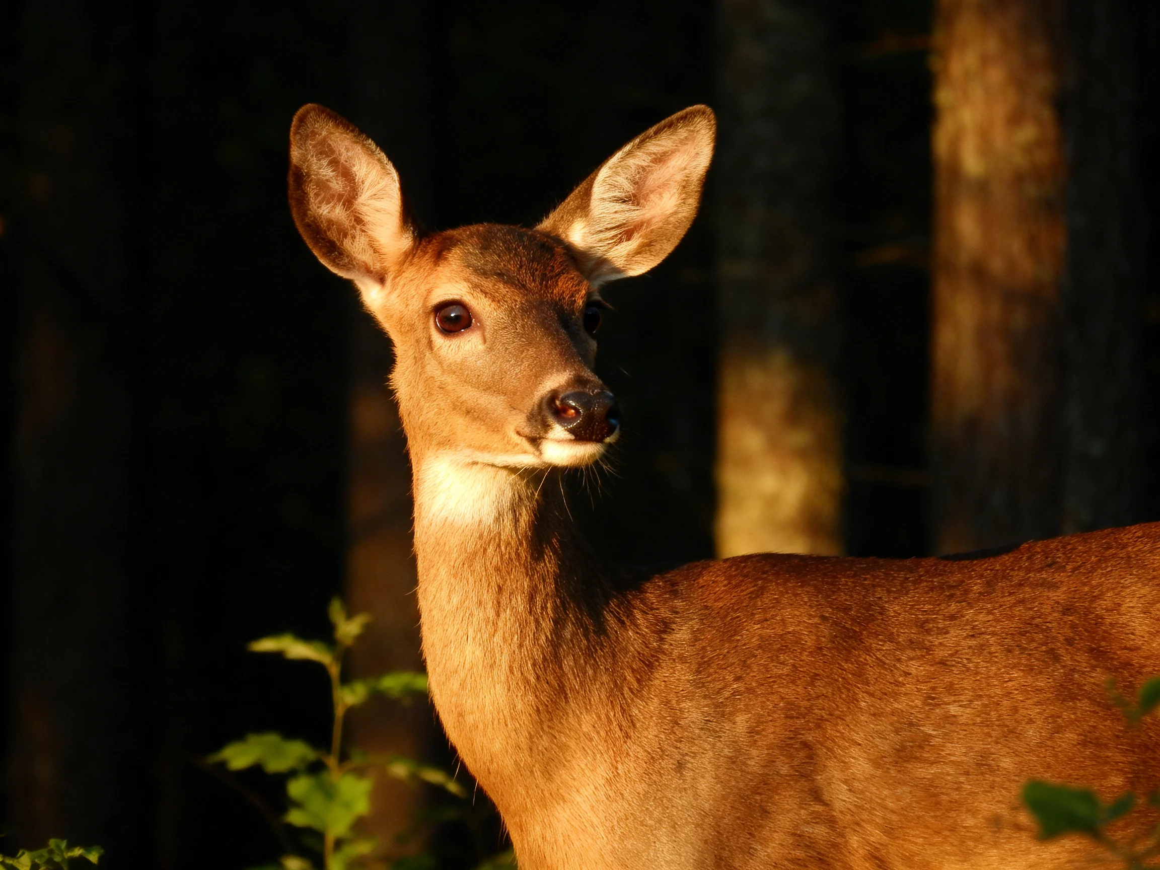 A deer with golden-brown coat in a shadowy forest