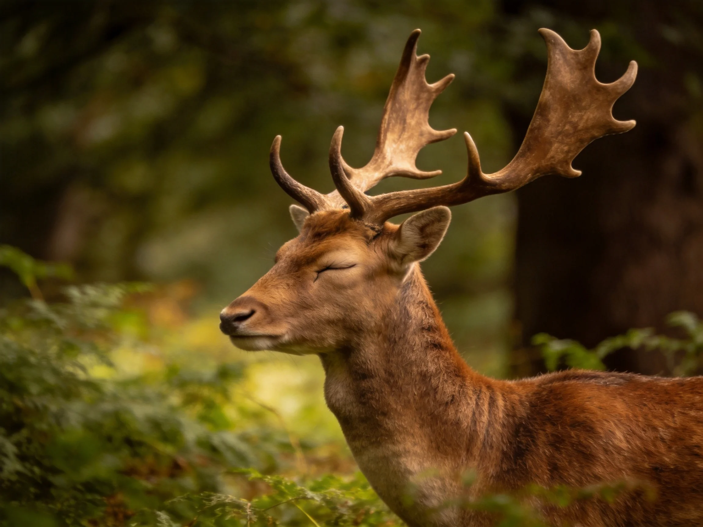 A deer with large antlers in a lush forest