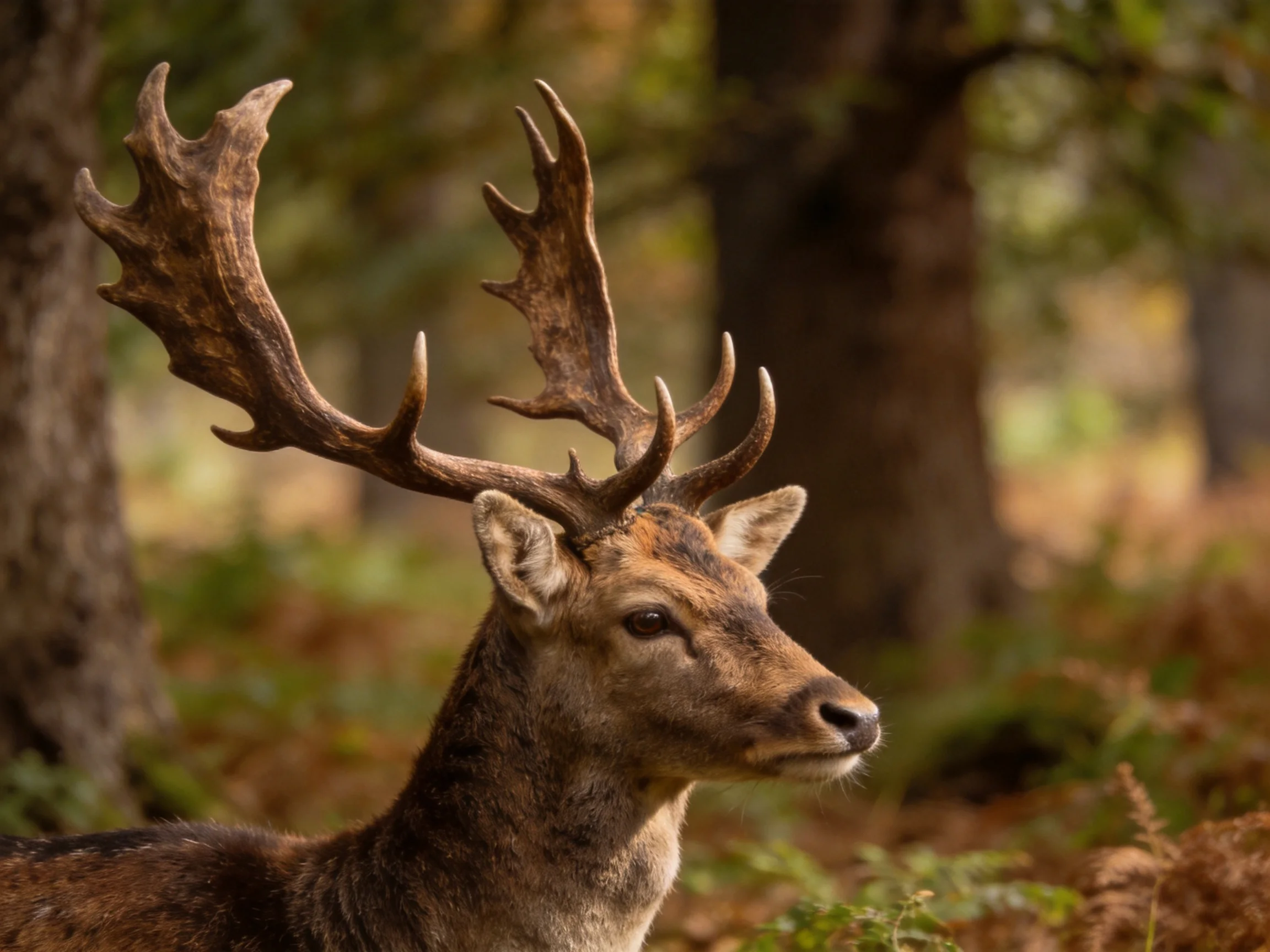 A deer with large antlers in a sun-dappled forest