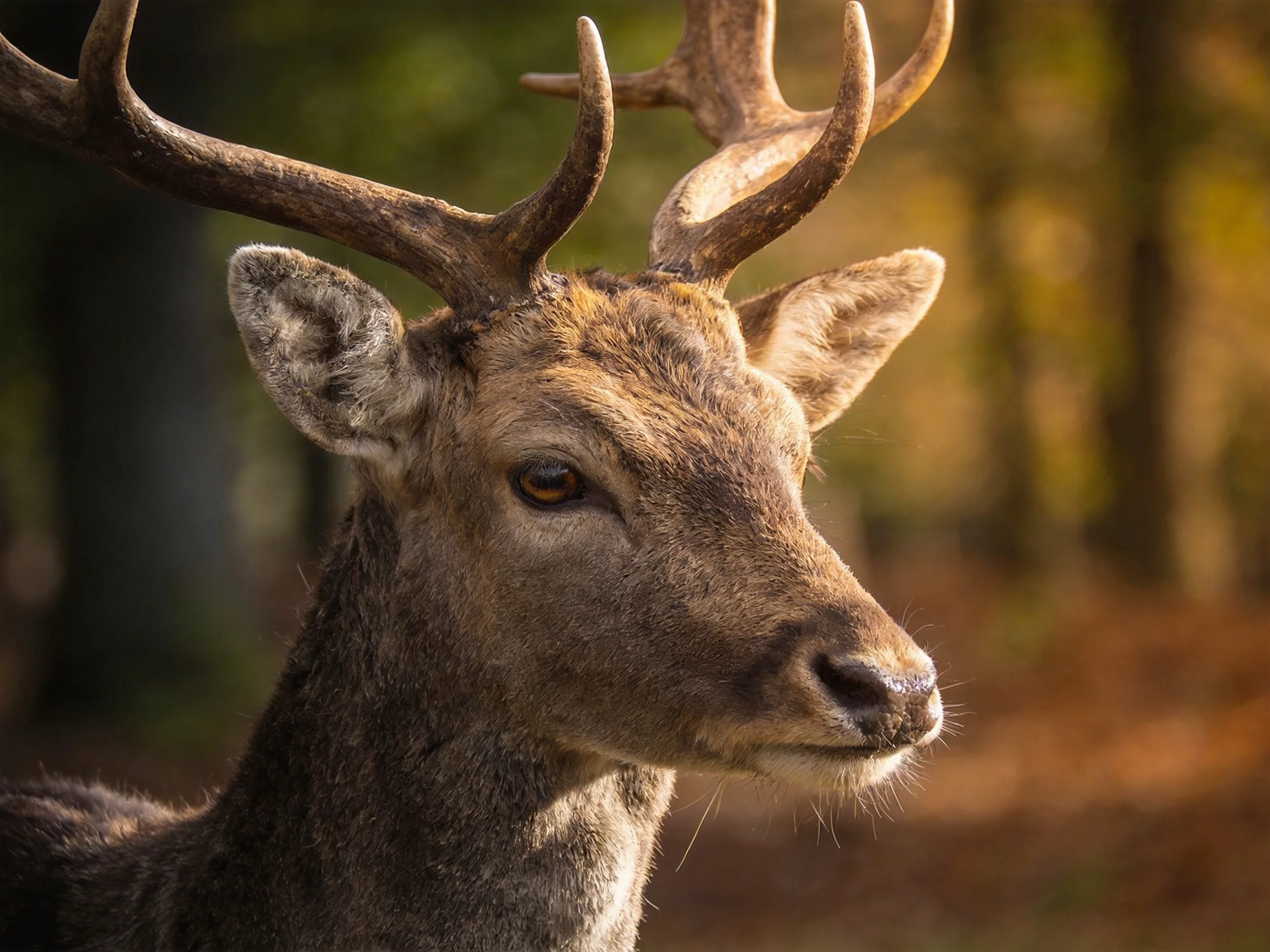 A deer with large antlers in a sunlit forest setting