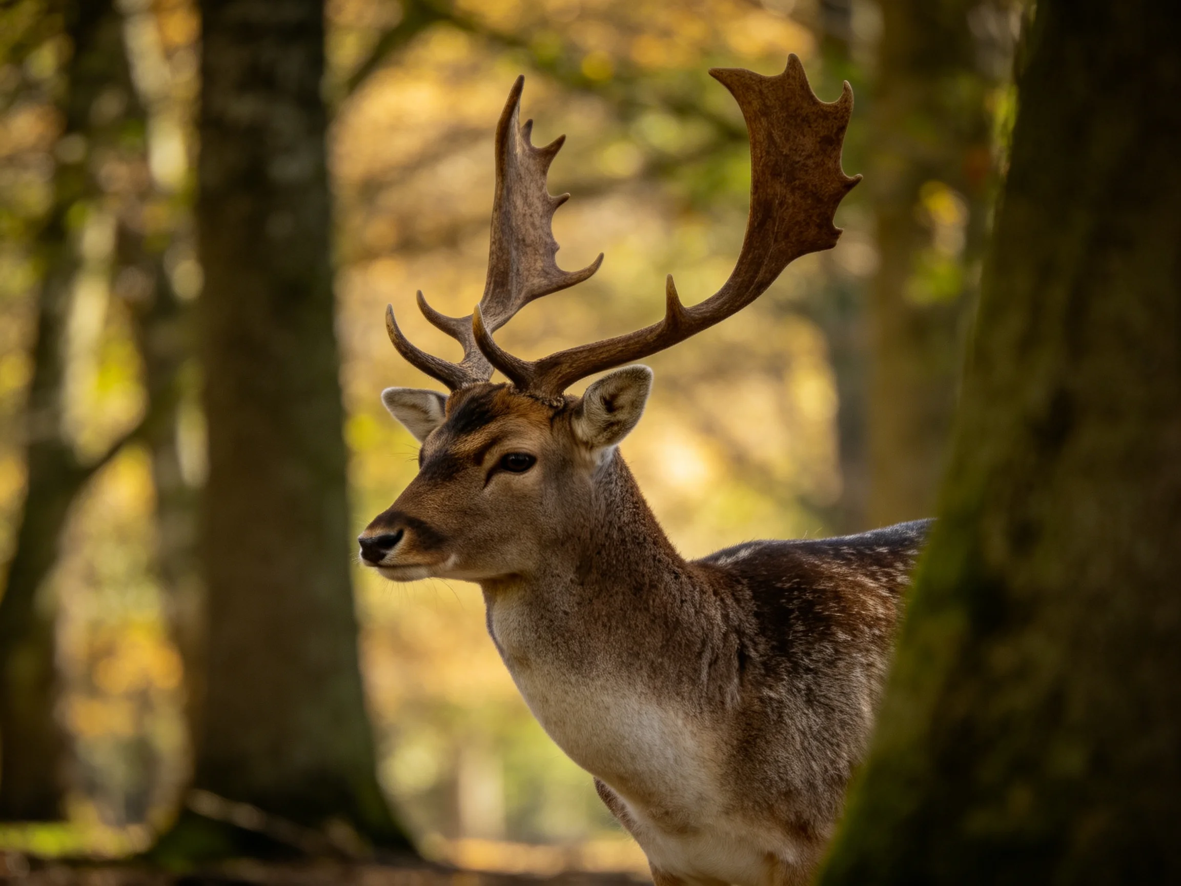 A deer with large antlers in a sunlit forest with tall trees
