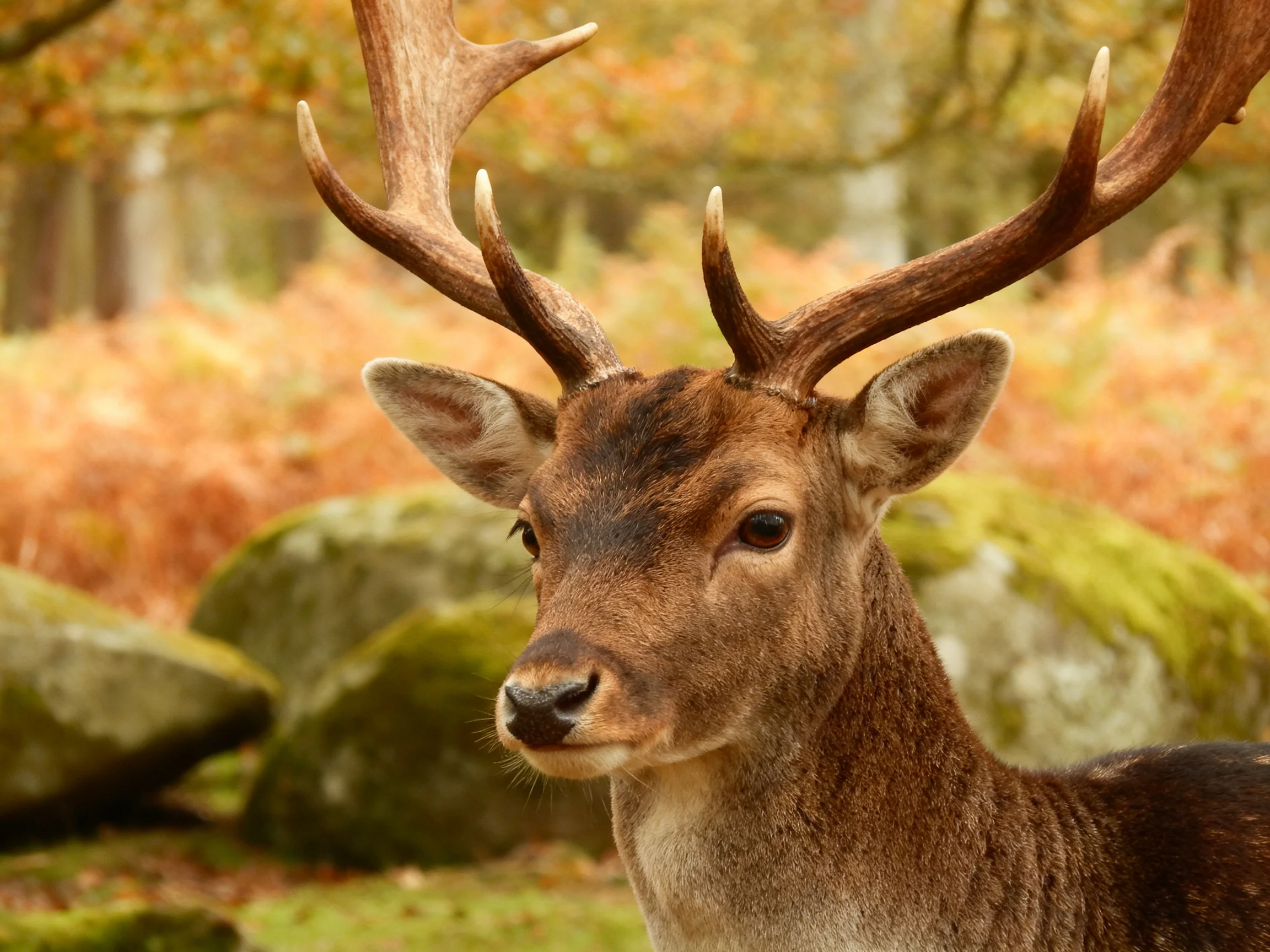 A deer with large antlers in an autumn forest near mossy rocks