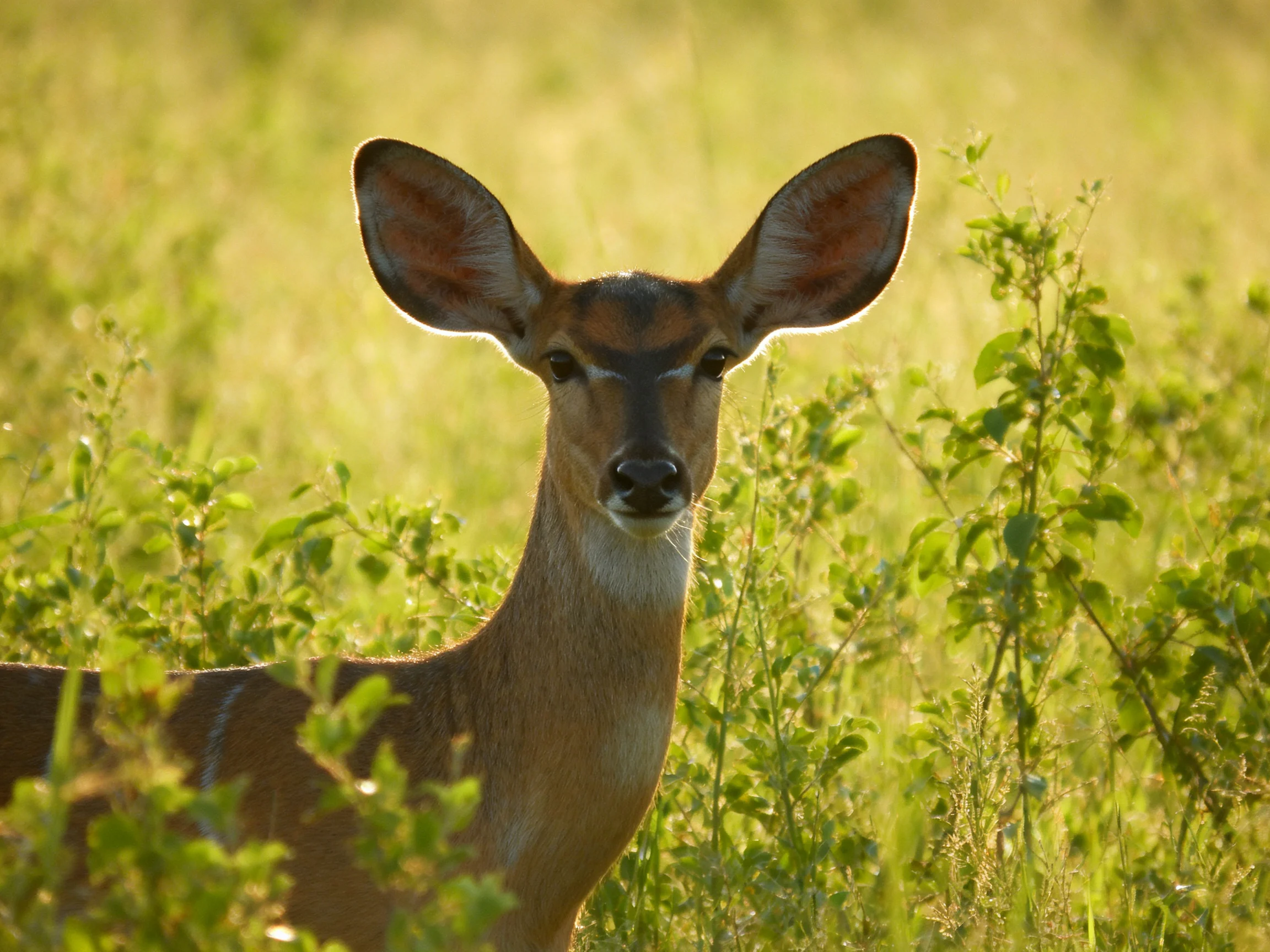 A deer with large ears in a sunlit green meadow