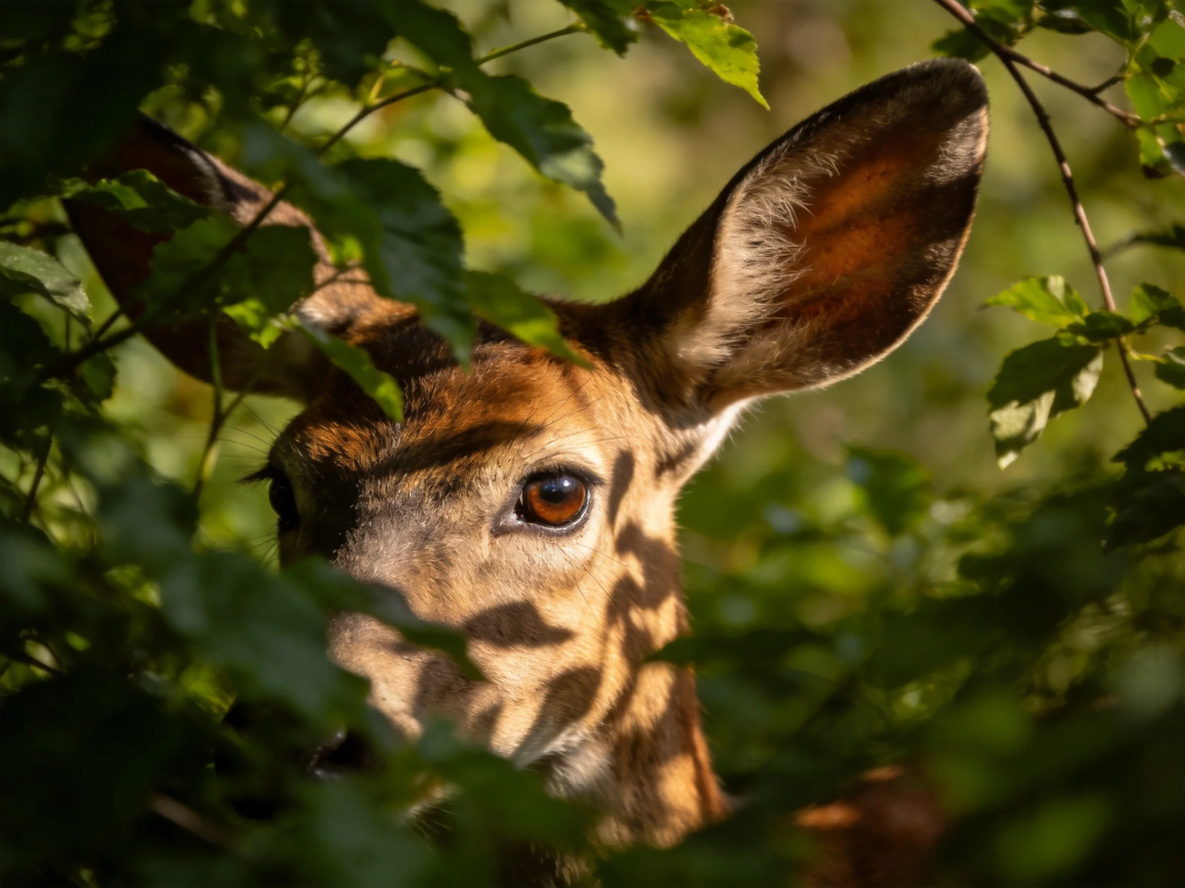 A deer with large ears partially hidden in lush green foliage