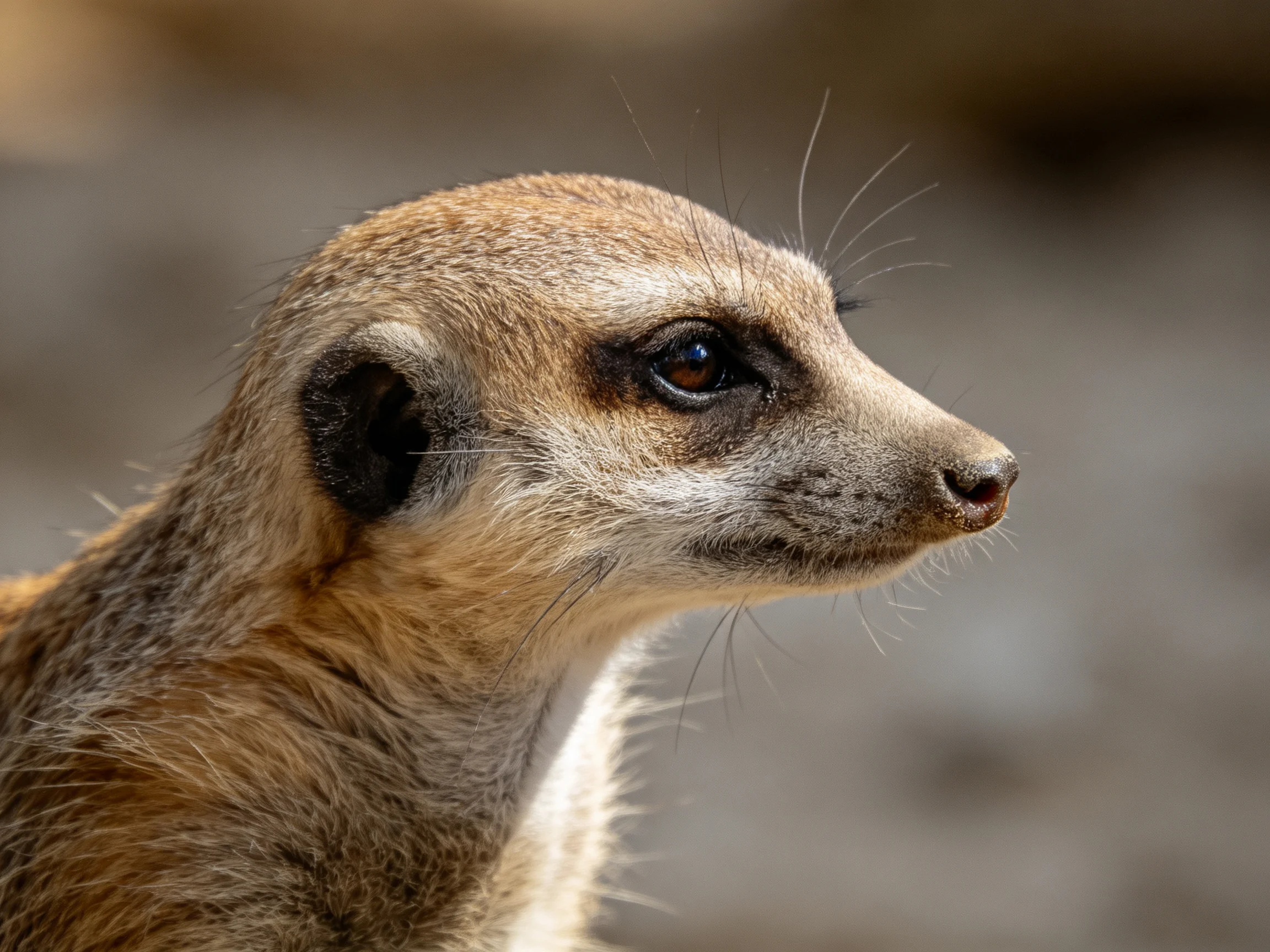 A detailed close-up of a tan meerkat with distinct facial features