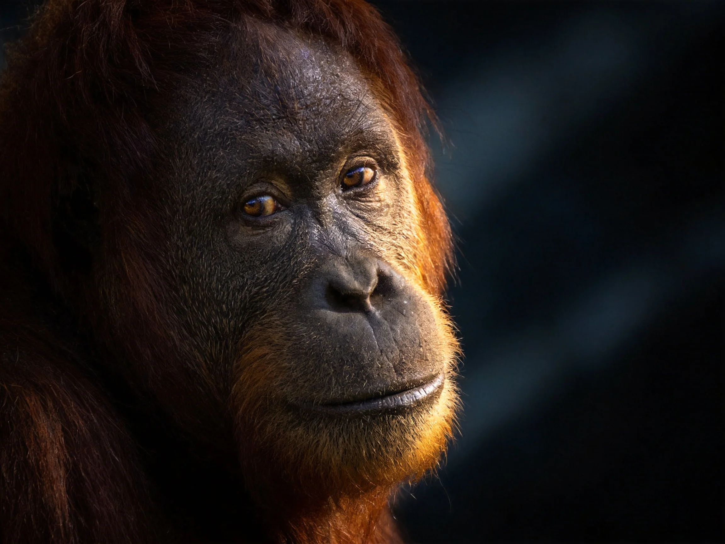 A detailed close-up of an orangutan with reddish-brown fur