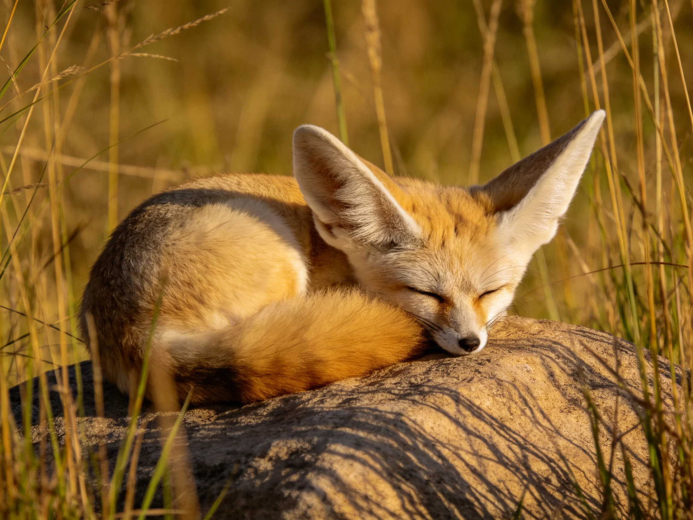 A fennec fox rests on a rock amid golden grasses