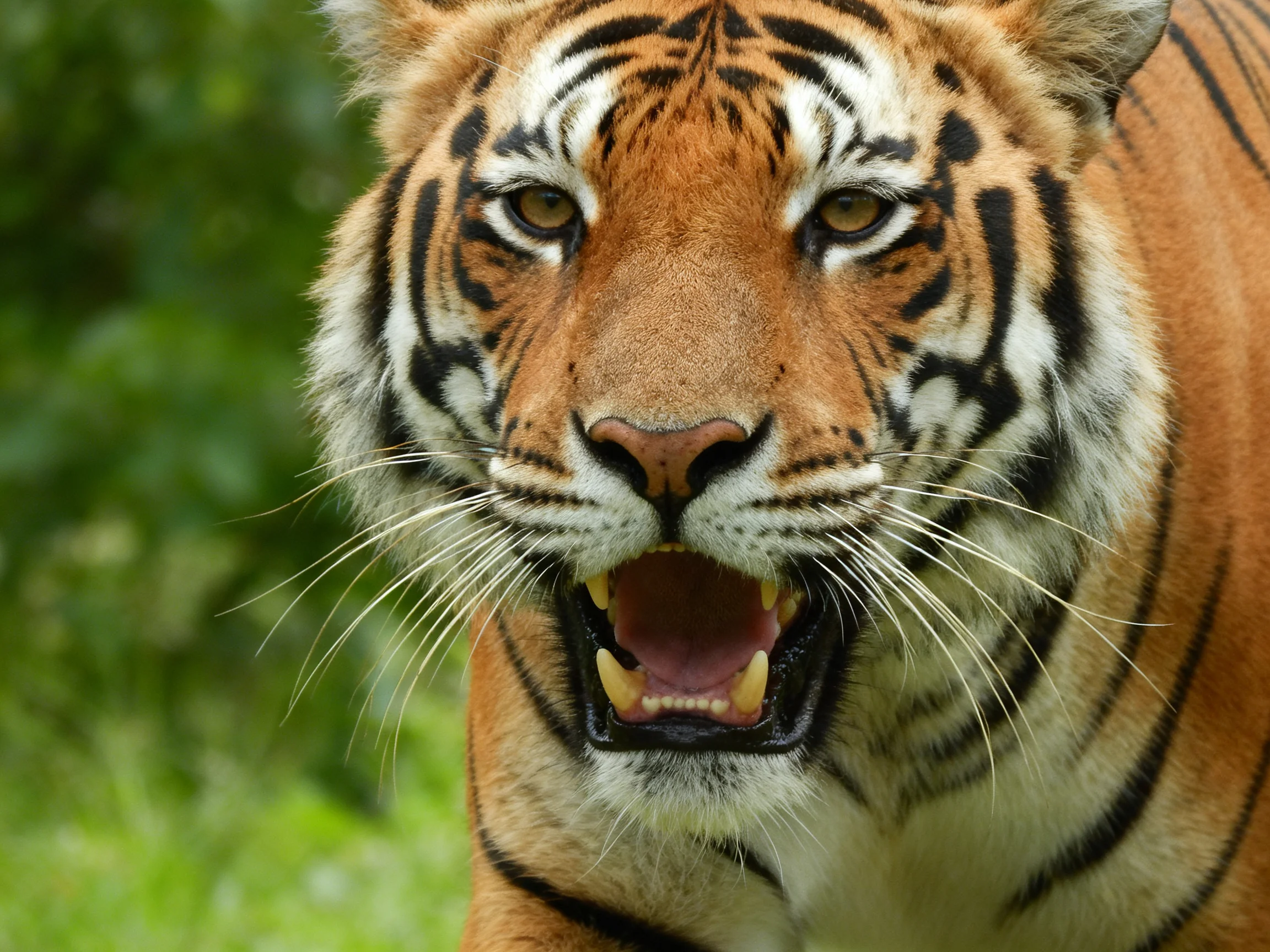 A fierce orange tiger with bold black stripes in a lush green setting