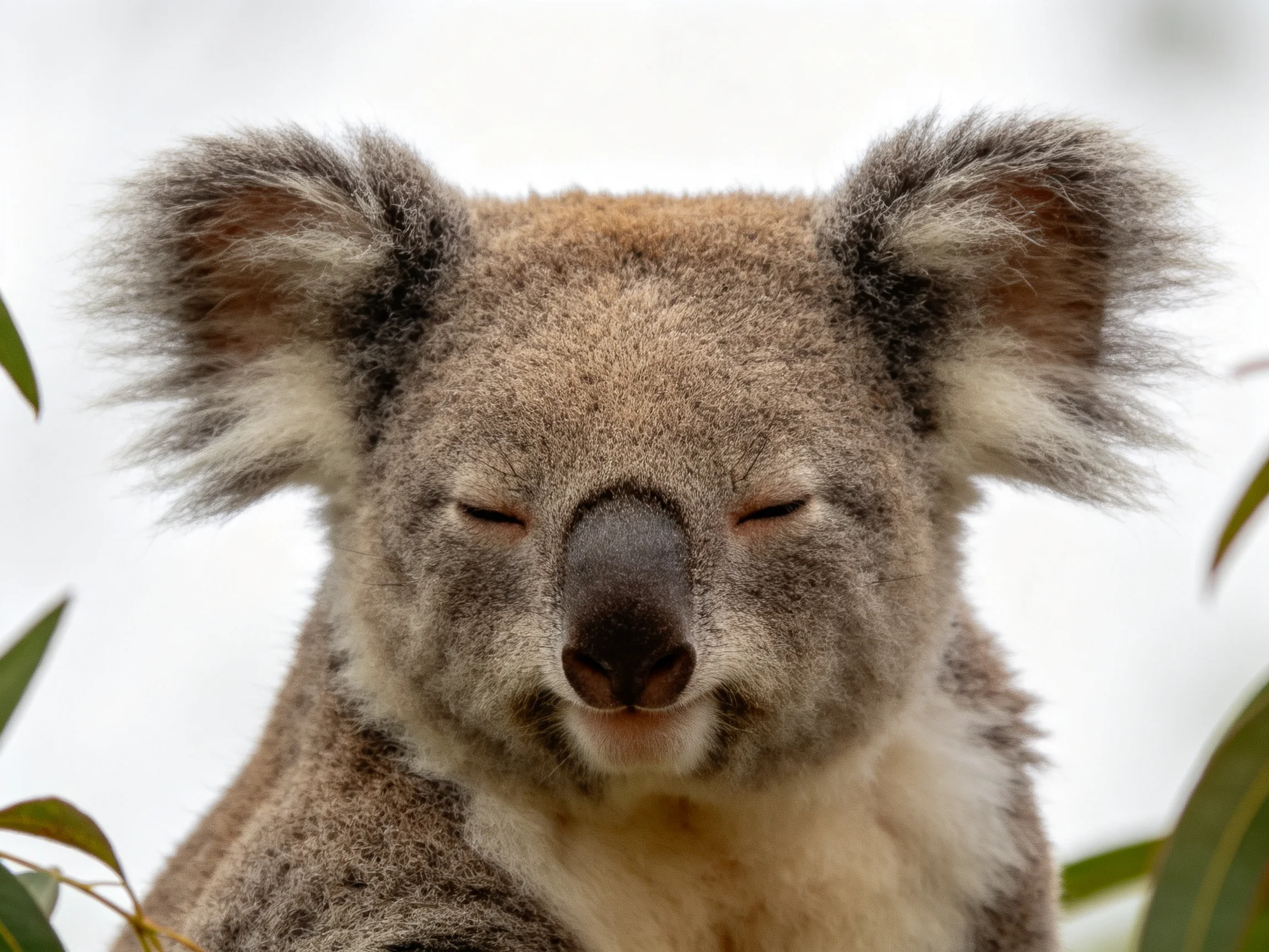 A fluffy-eared koala rests peacefully near green leaves.