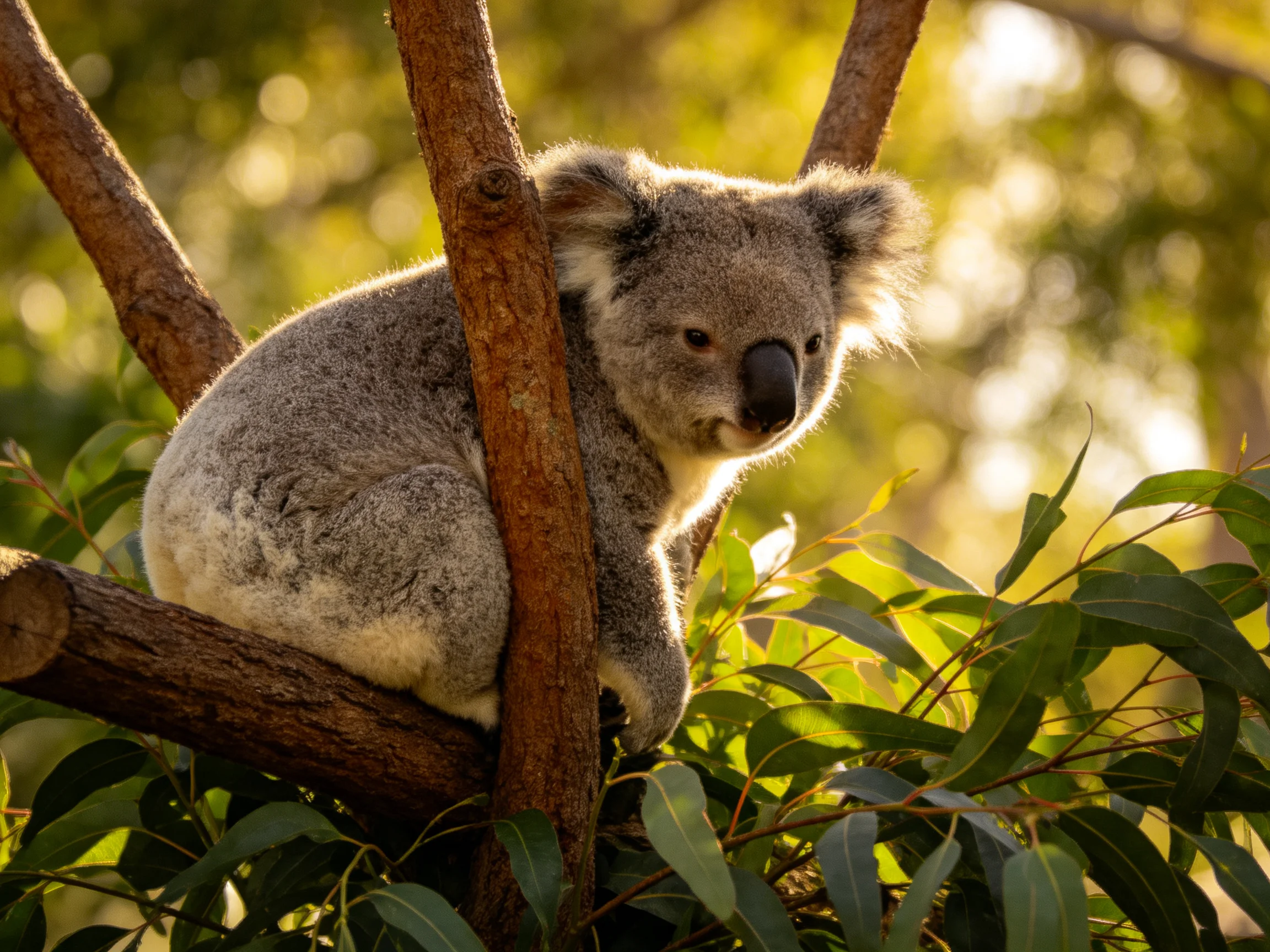 A koala rests on a tree branch amidst green foliage in sunlight.