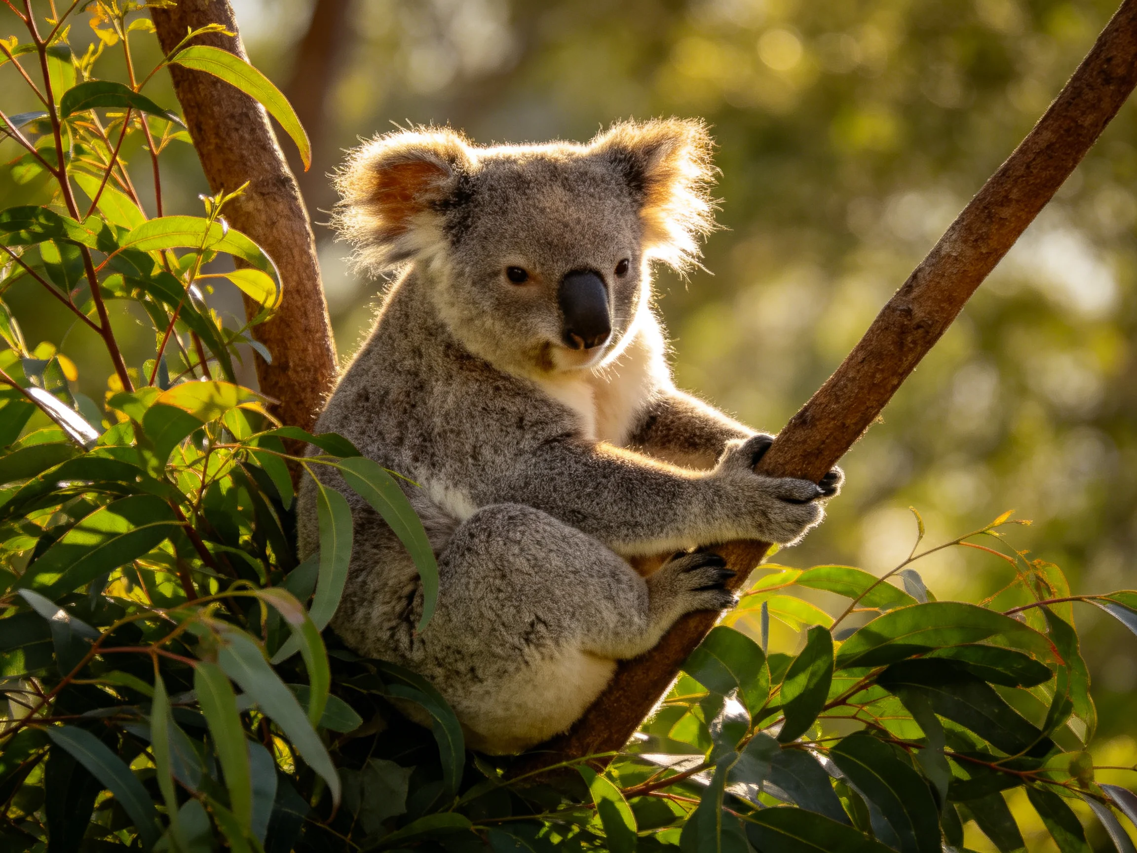 A fluffy koala perches on a brown eucalyptus branch amid lush green foliage