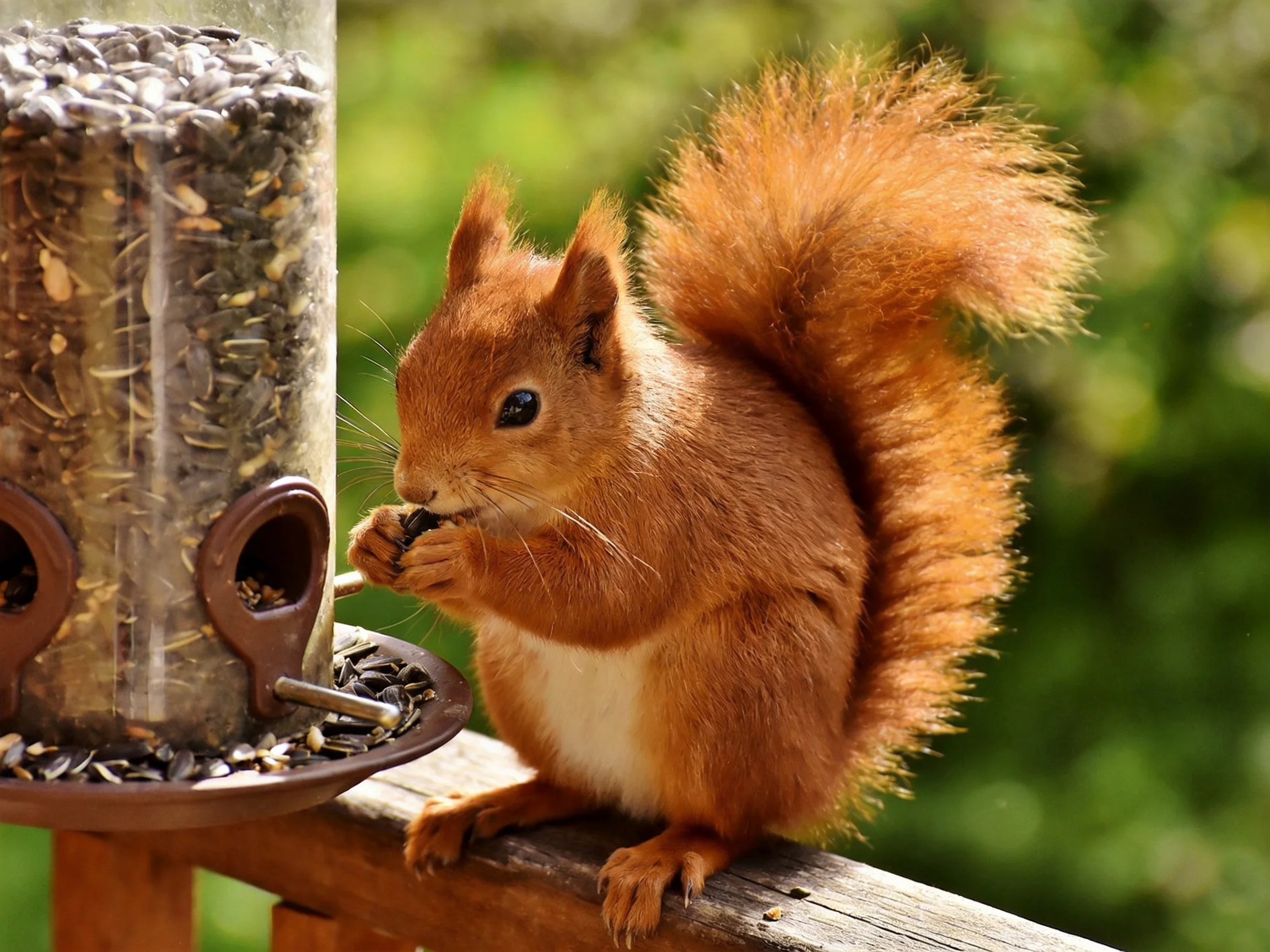 A fluffy red squirrel feeds at a seed-filled bird feeder