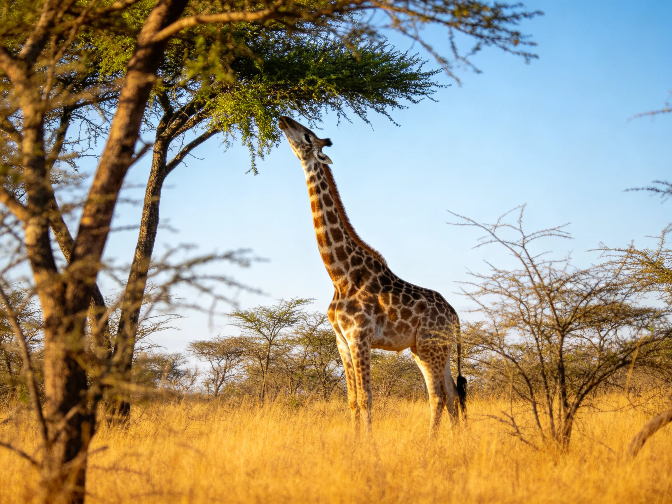 A giraffe reaches for leaves on an acacia tree in a sunlit savannah landscape.