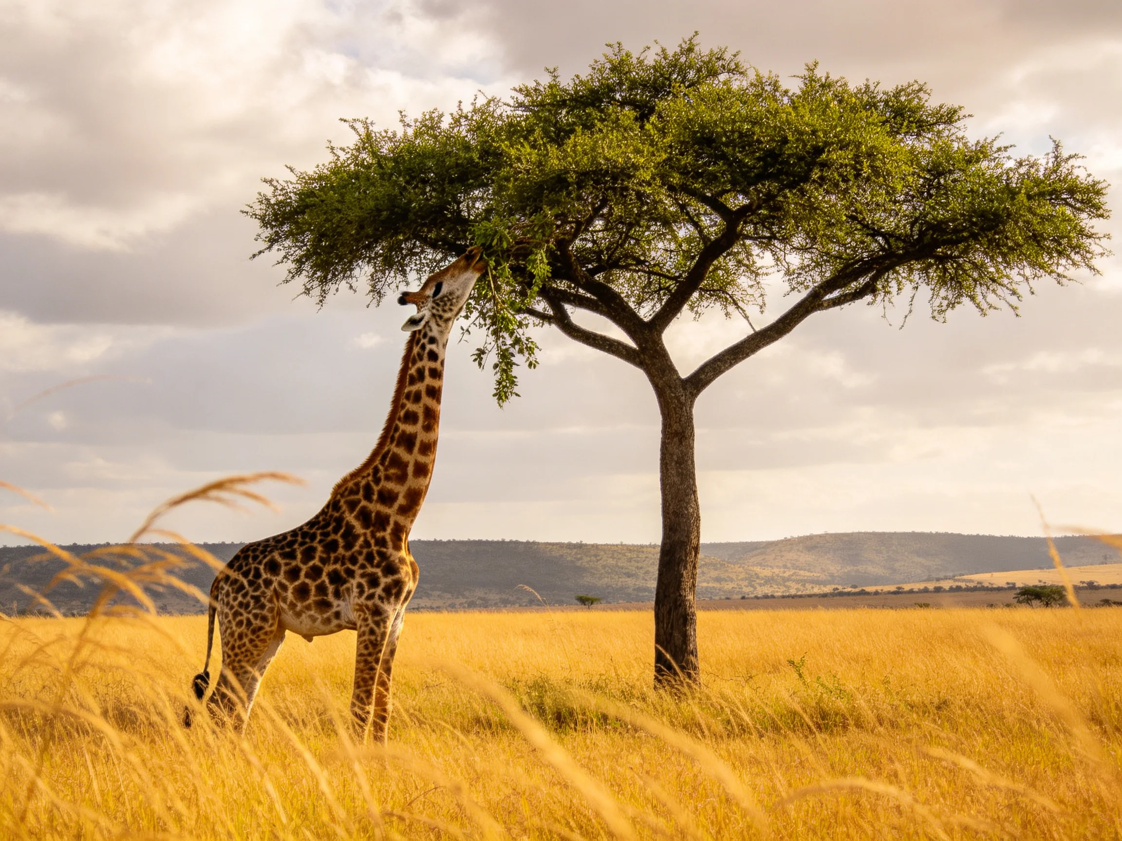 A giraffe reaches for leaves from an acacia tree in golden savannah terrain.