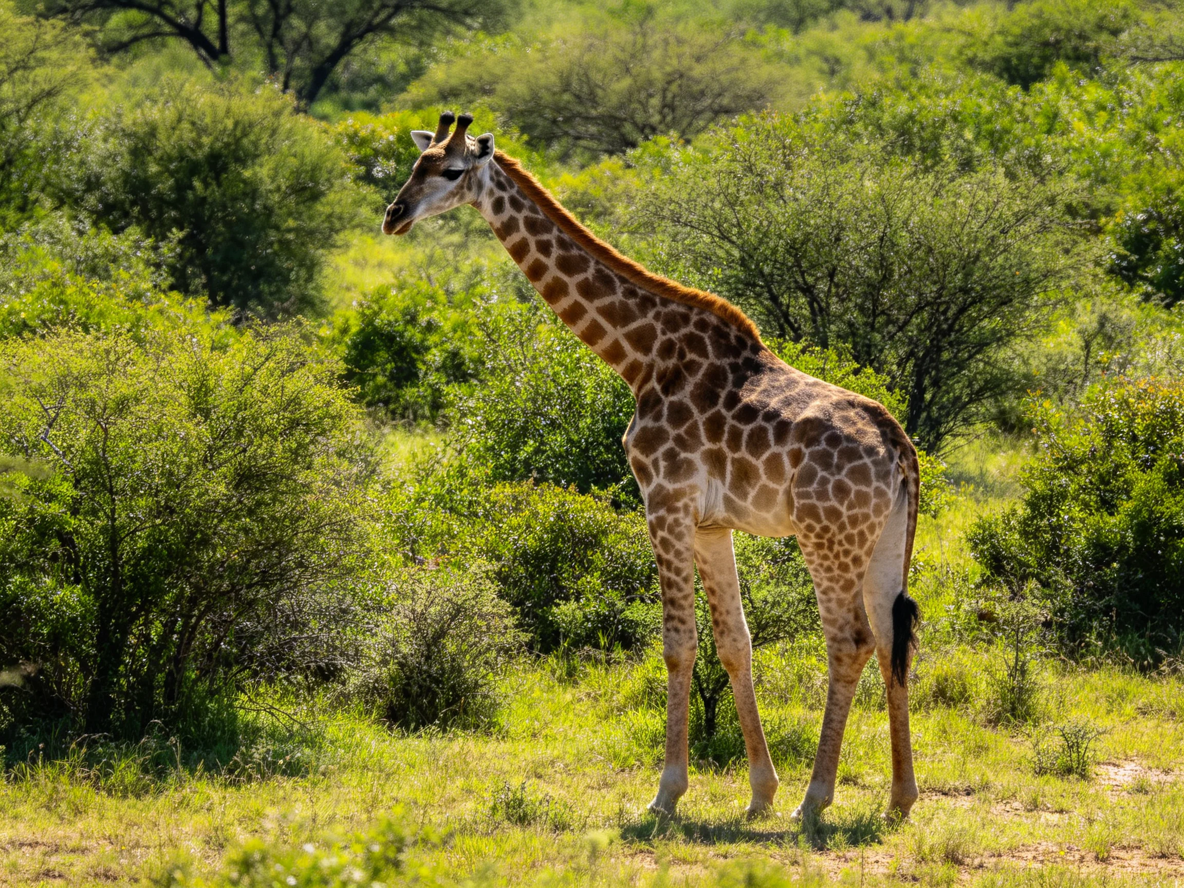 A giraffe moves through a sunlit area with abundant green vegetation.