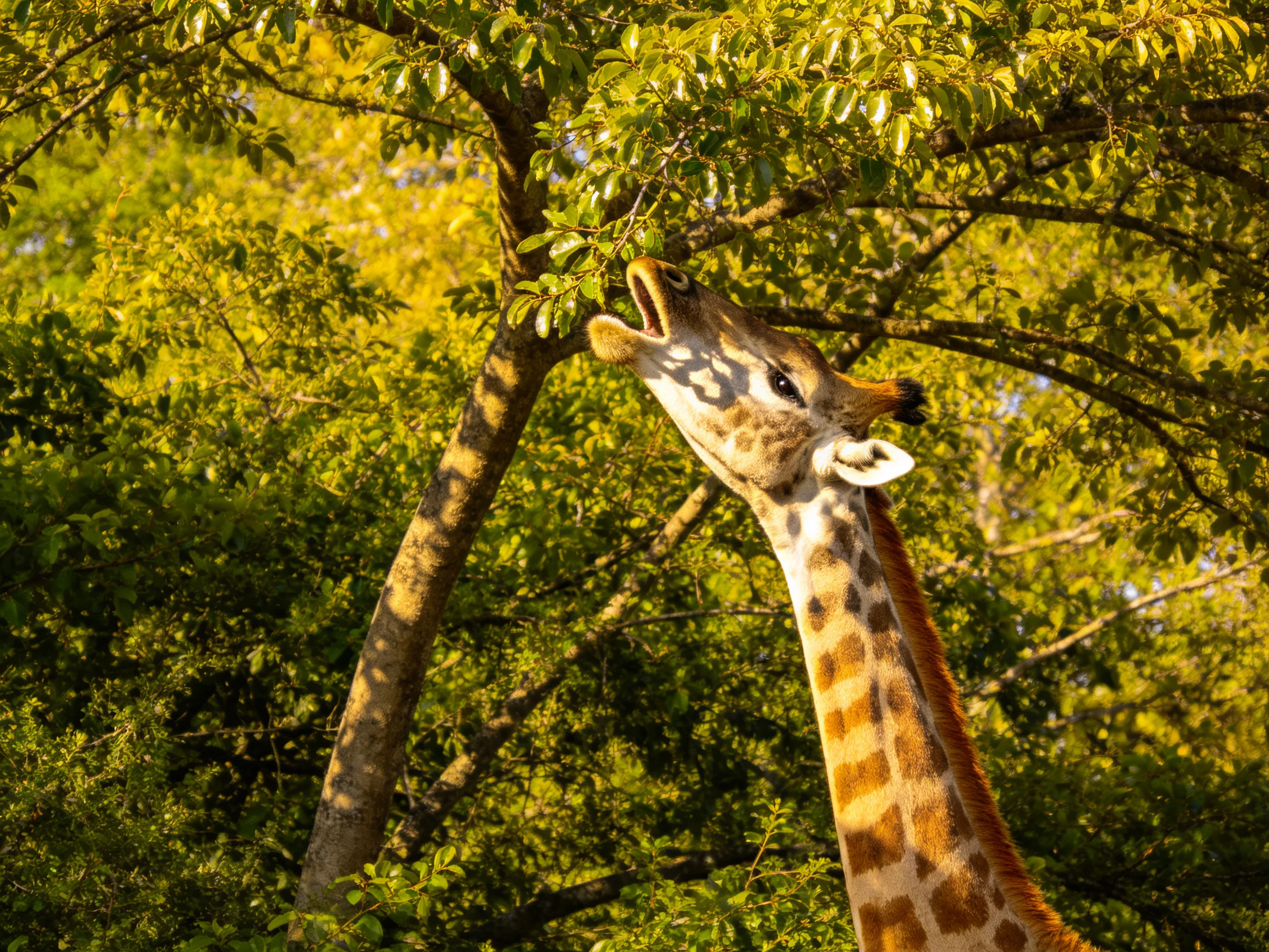 A giraffe reaches for lush green leaves amid golden sunlight