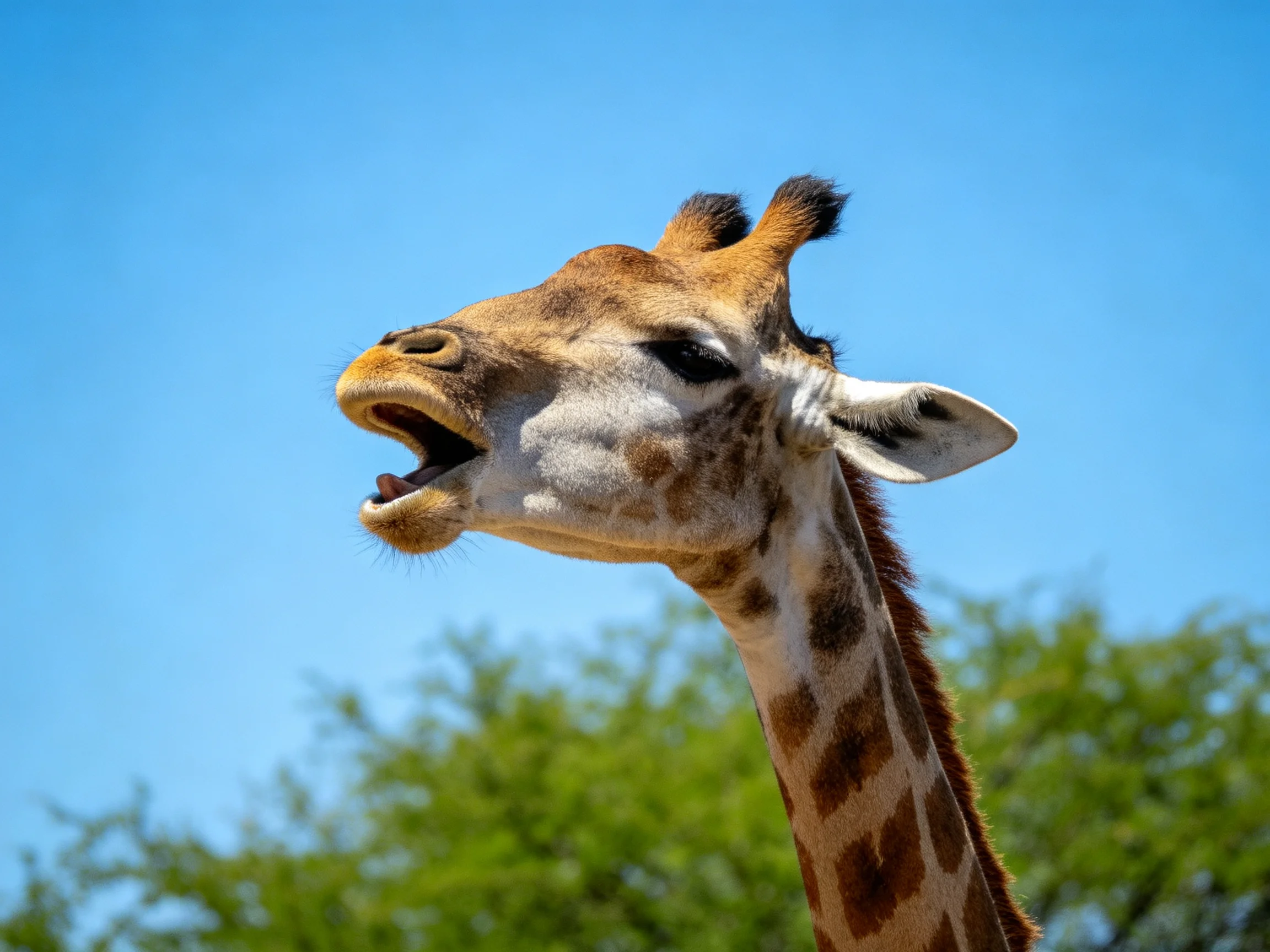 A giraffe with an open mouth against a clear blue sky and green foliage