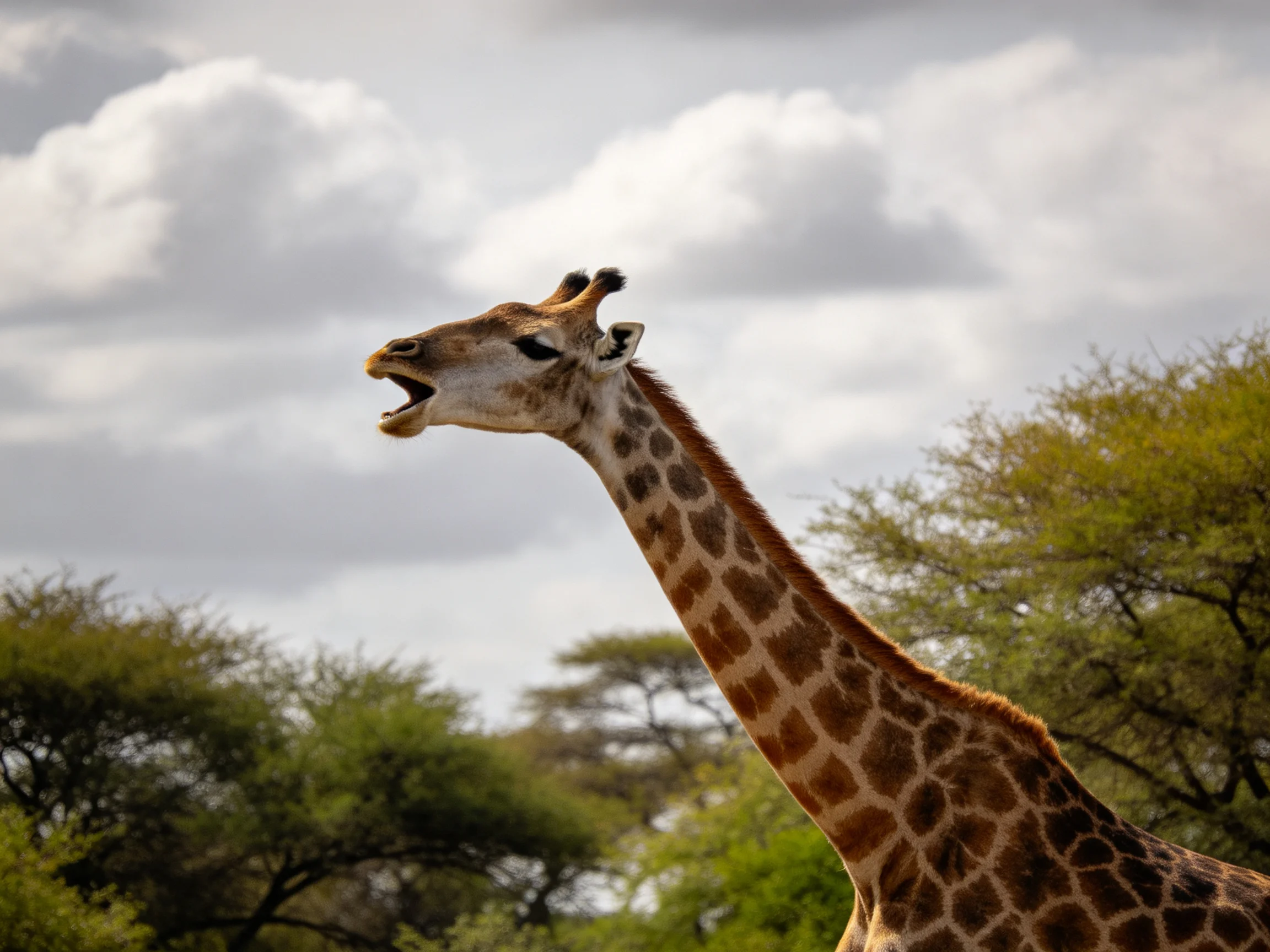 A giraffe with its mouth open stands among trees beneath a cloudy sky.
