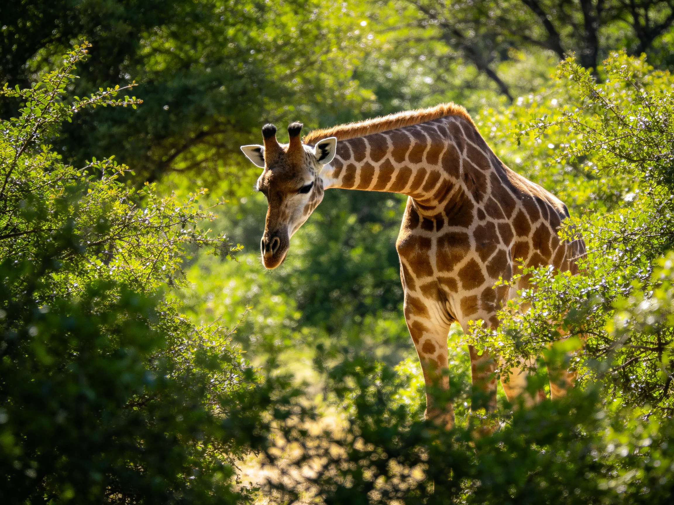A giraffe with brown and white patches feeds near green bushes.