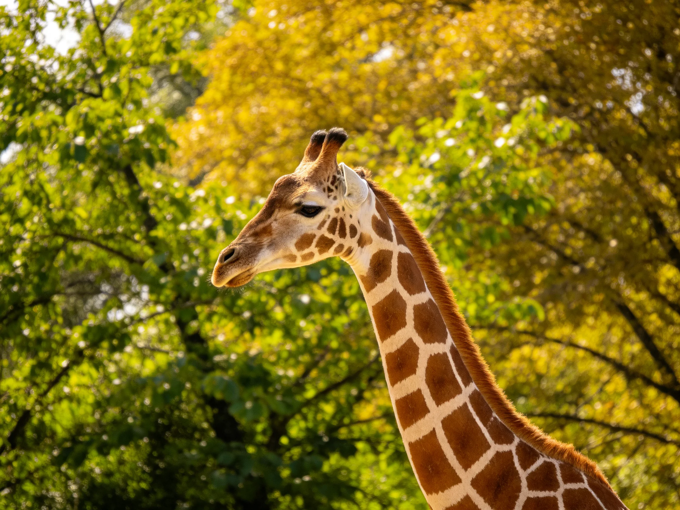 A giraffe with brown-and-white markings stands among lush green and golden trees.