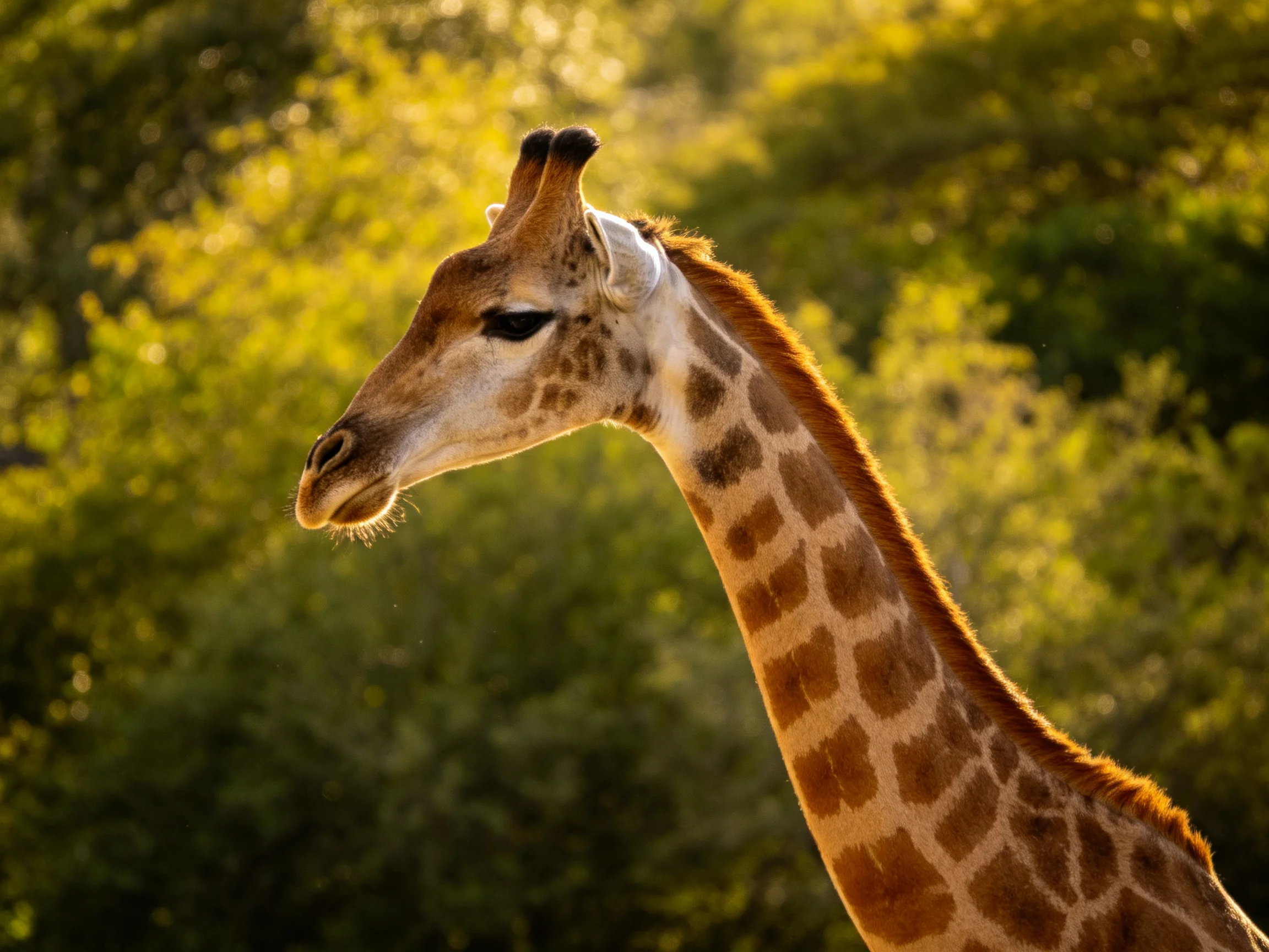 A giraffe with brown patchy patterns near lush green trees