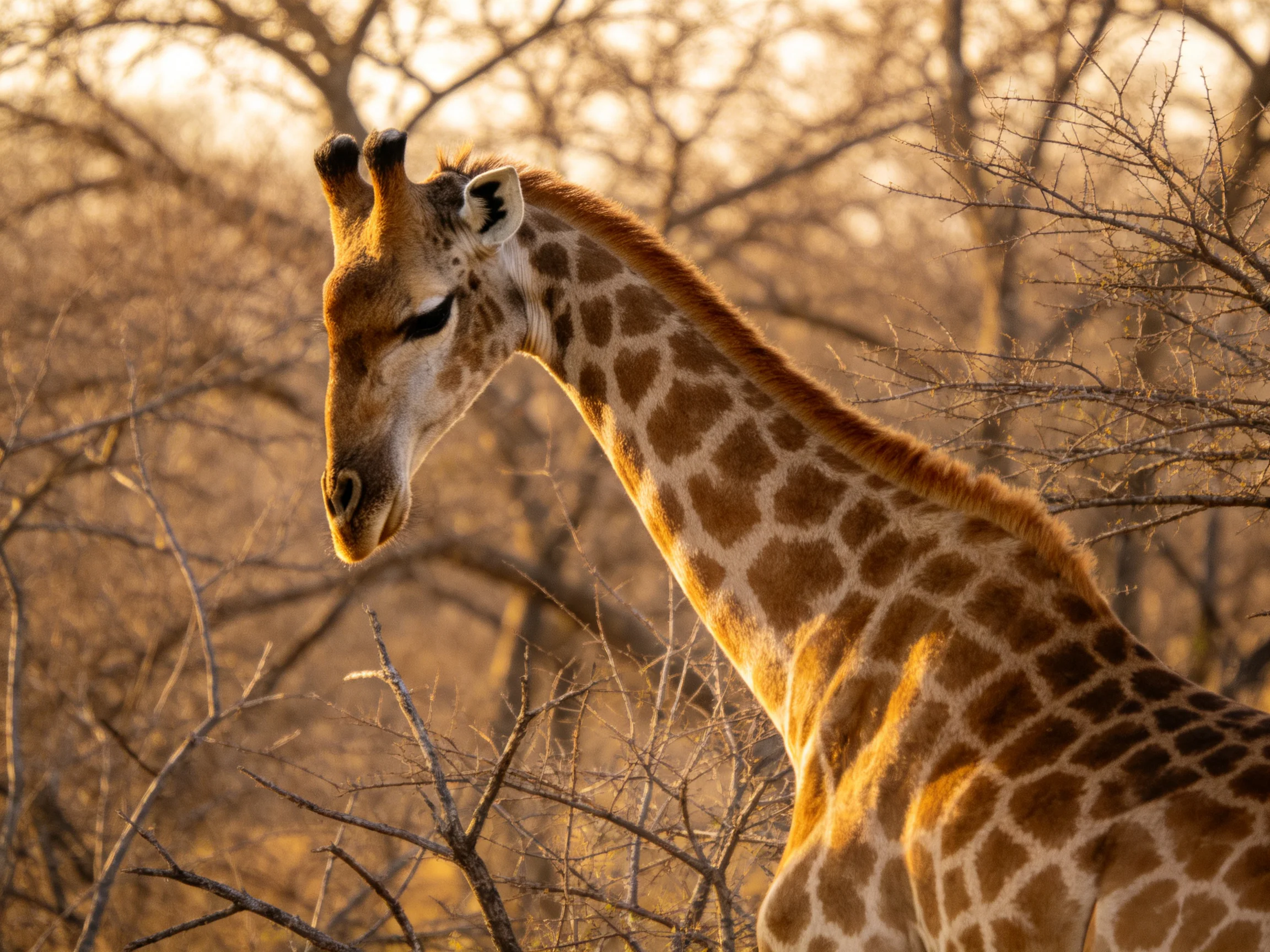A giraffe with brown-patterned spots stands near dry trees in sunlight.