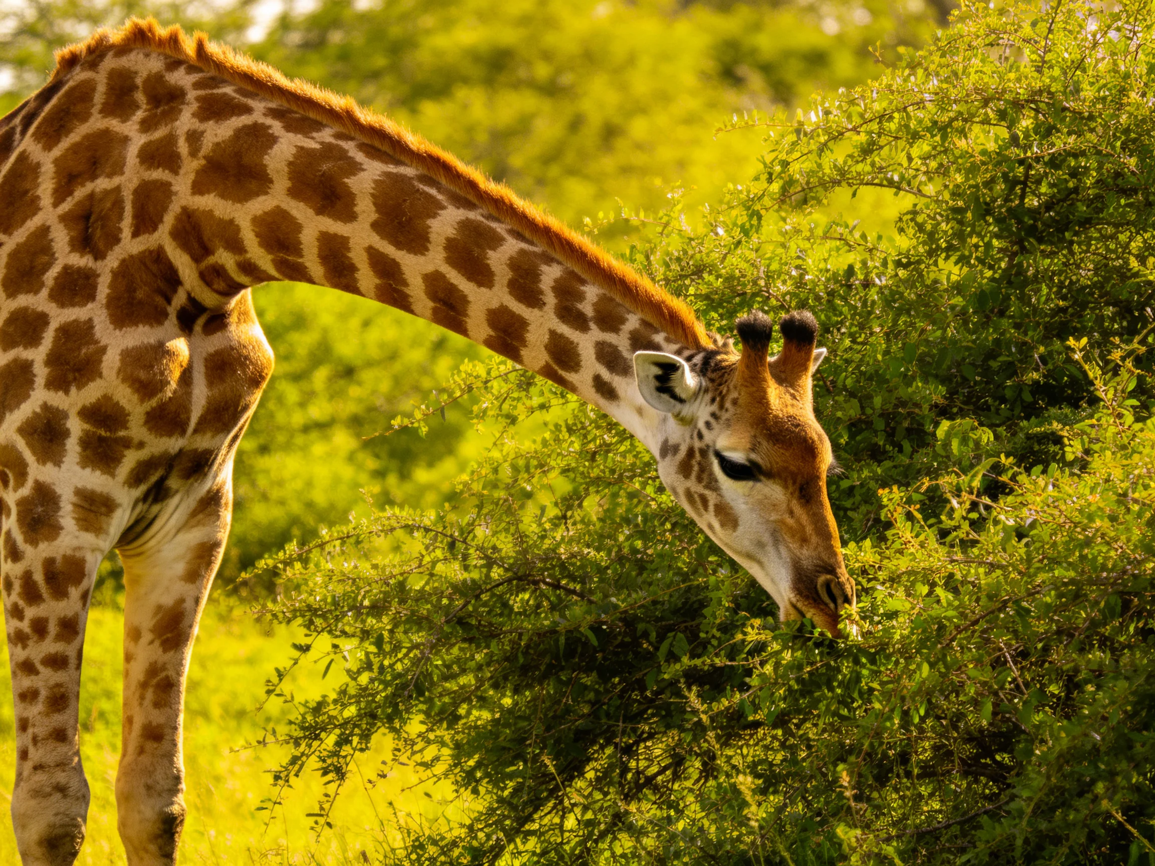 A giraffe with brown-spotted coat feeding from lush green bushes