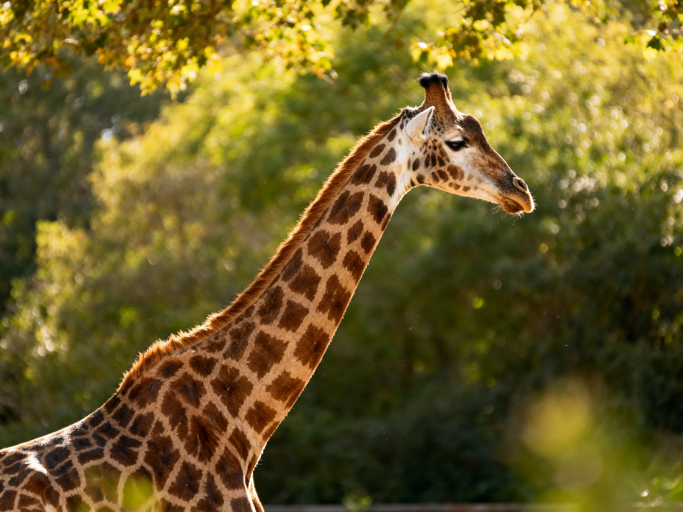 A giraffe with brown spotted coat near green trees