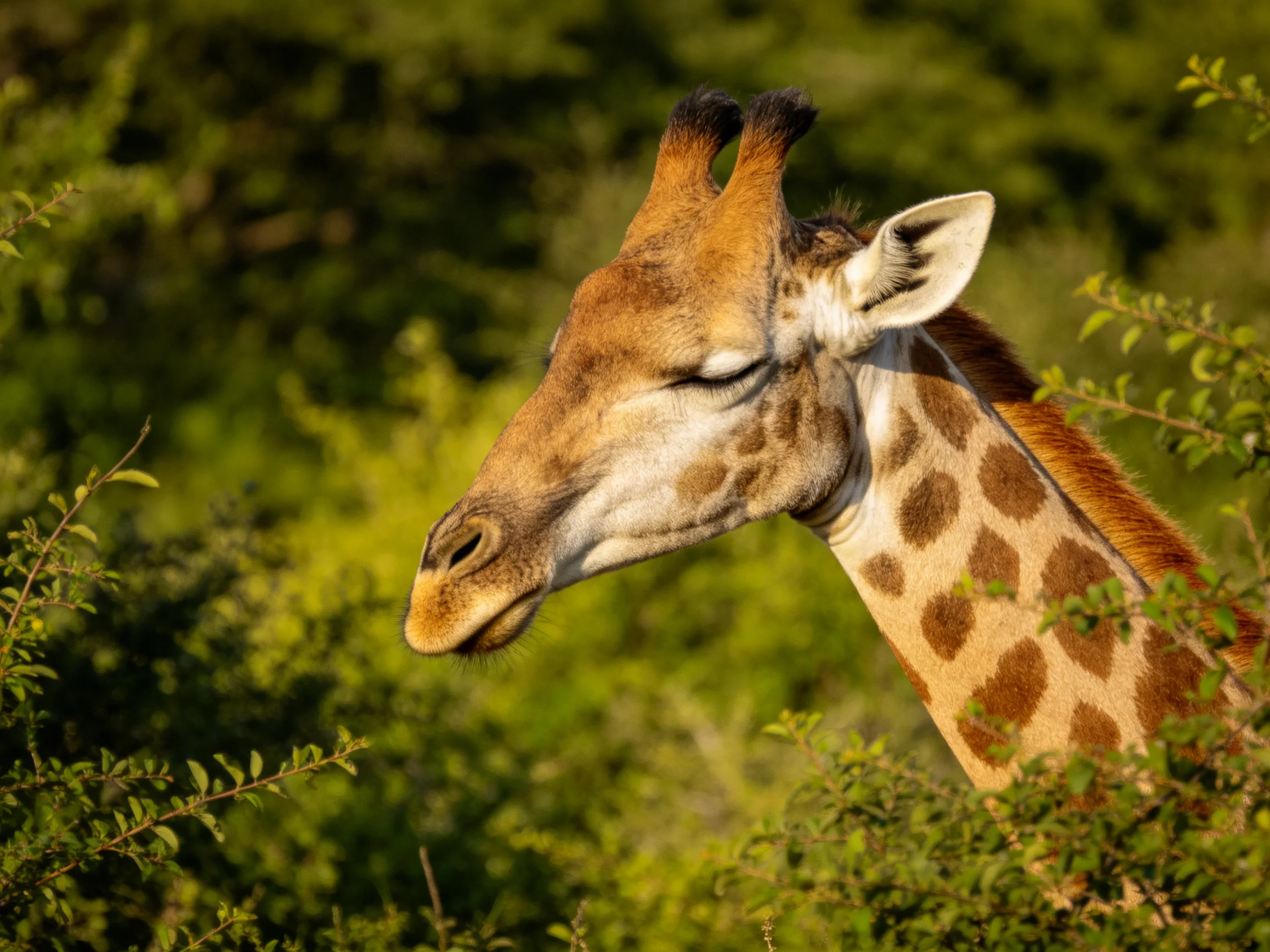 A giraffe with brown - spotted neck amid lush green vegetation