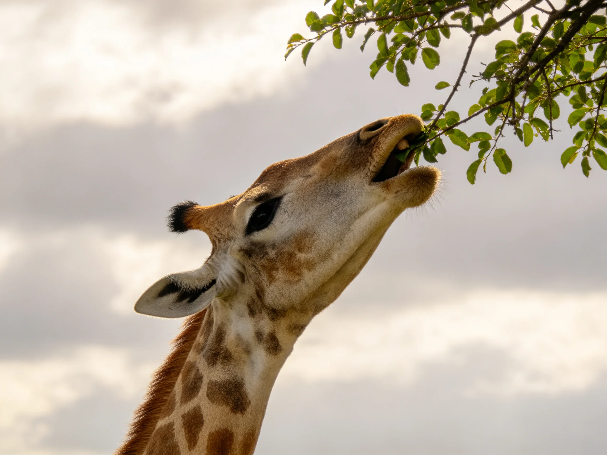 A giraffe with brown-spotted neck reaching for green foliage under a cloudy sky
