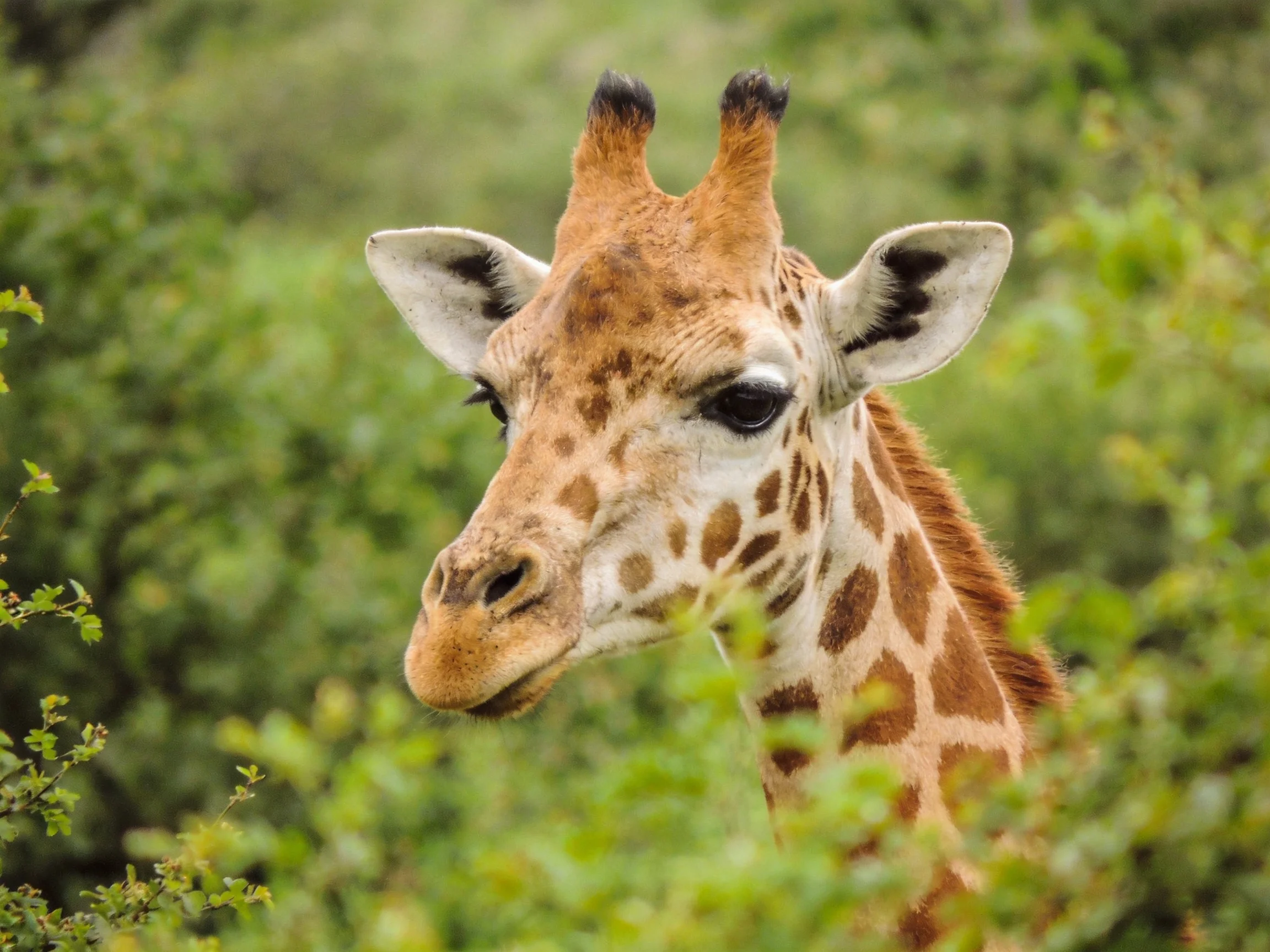 A giraffe with brown spotted patterns amid dense greenery