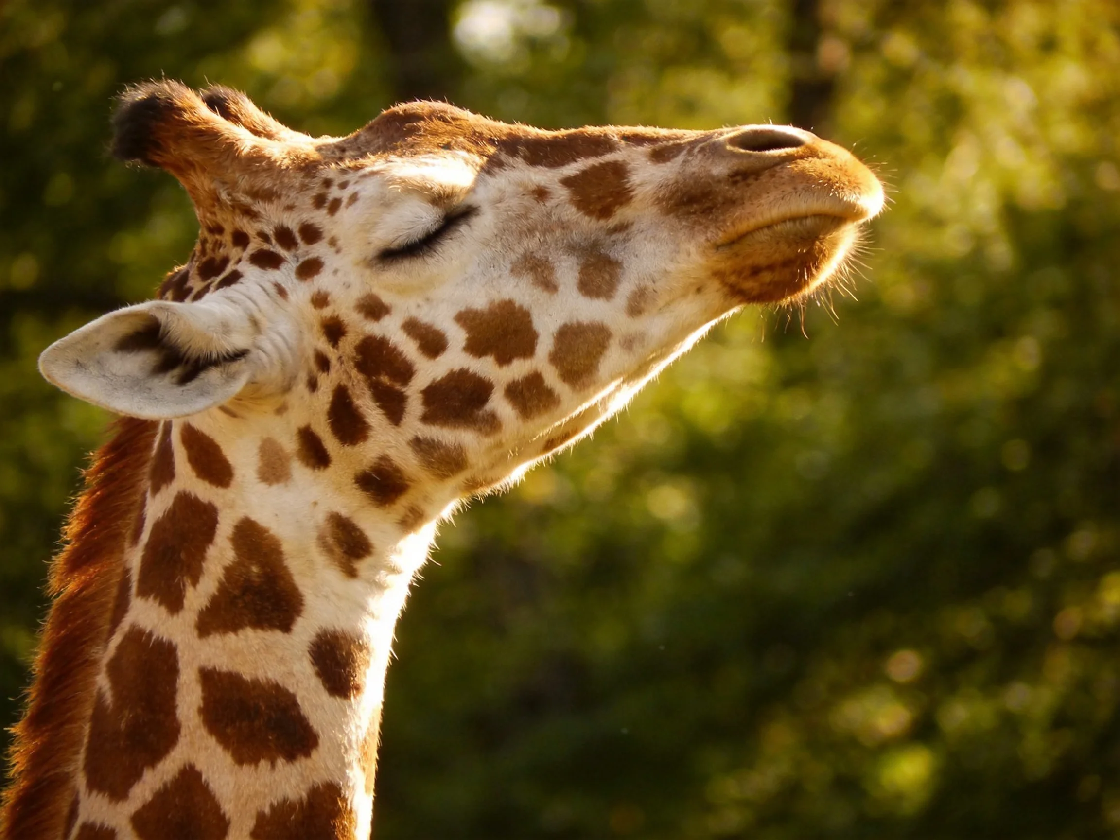 A giraffe with brown spotted patterns near green trees