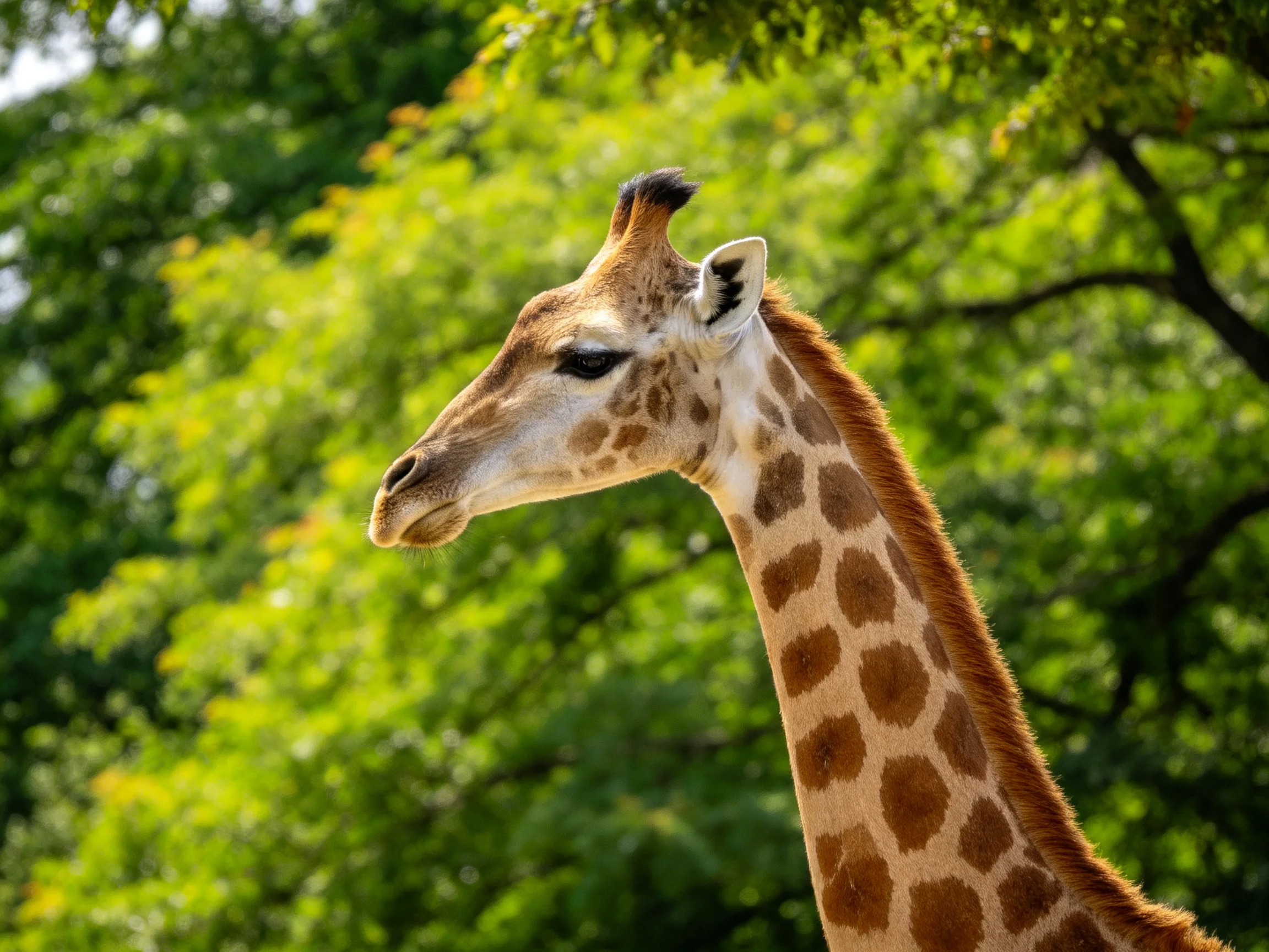 A giraffe with brown spotted patterns near lush green trees