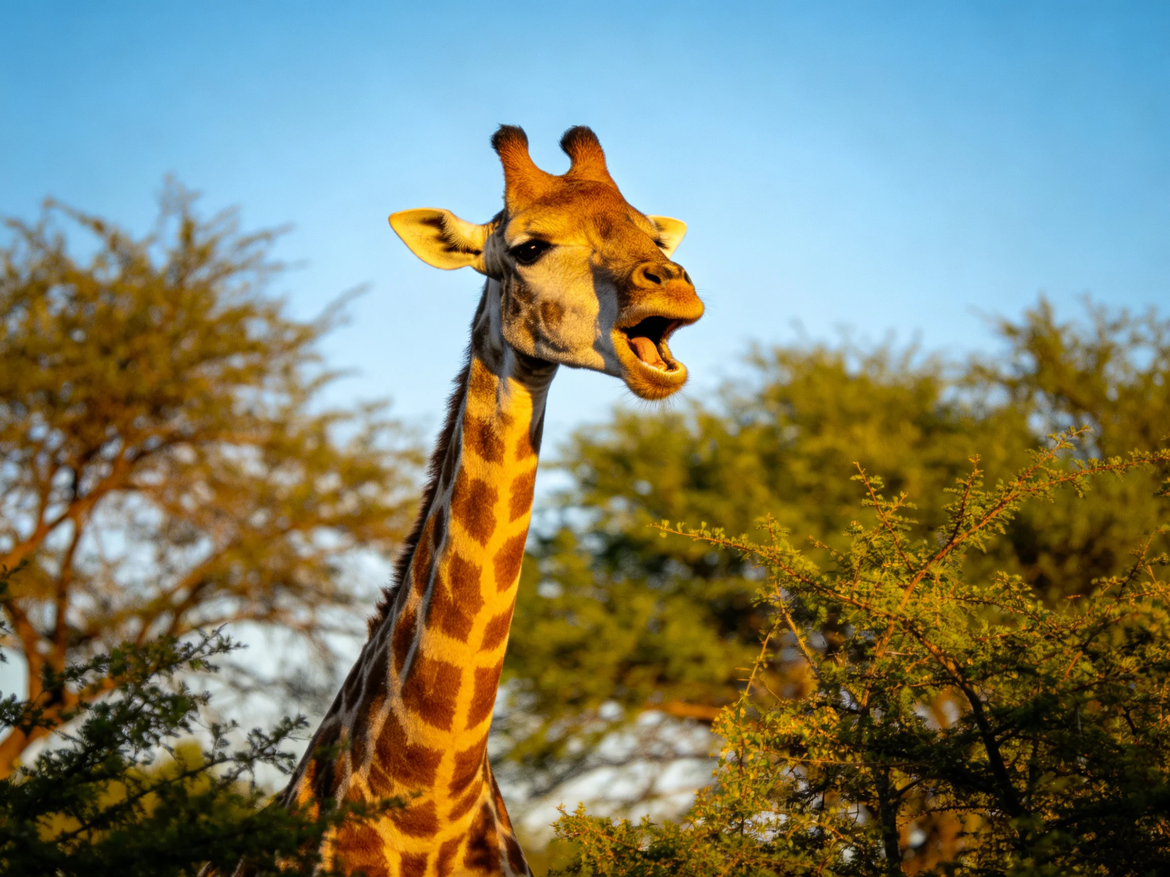 A giraffe with open mouth near green trees under clear blue sky